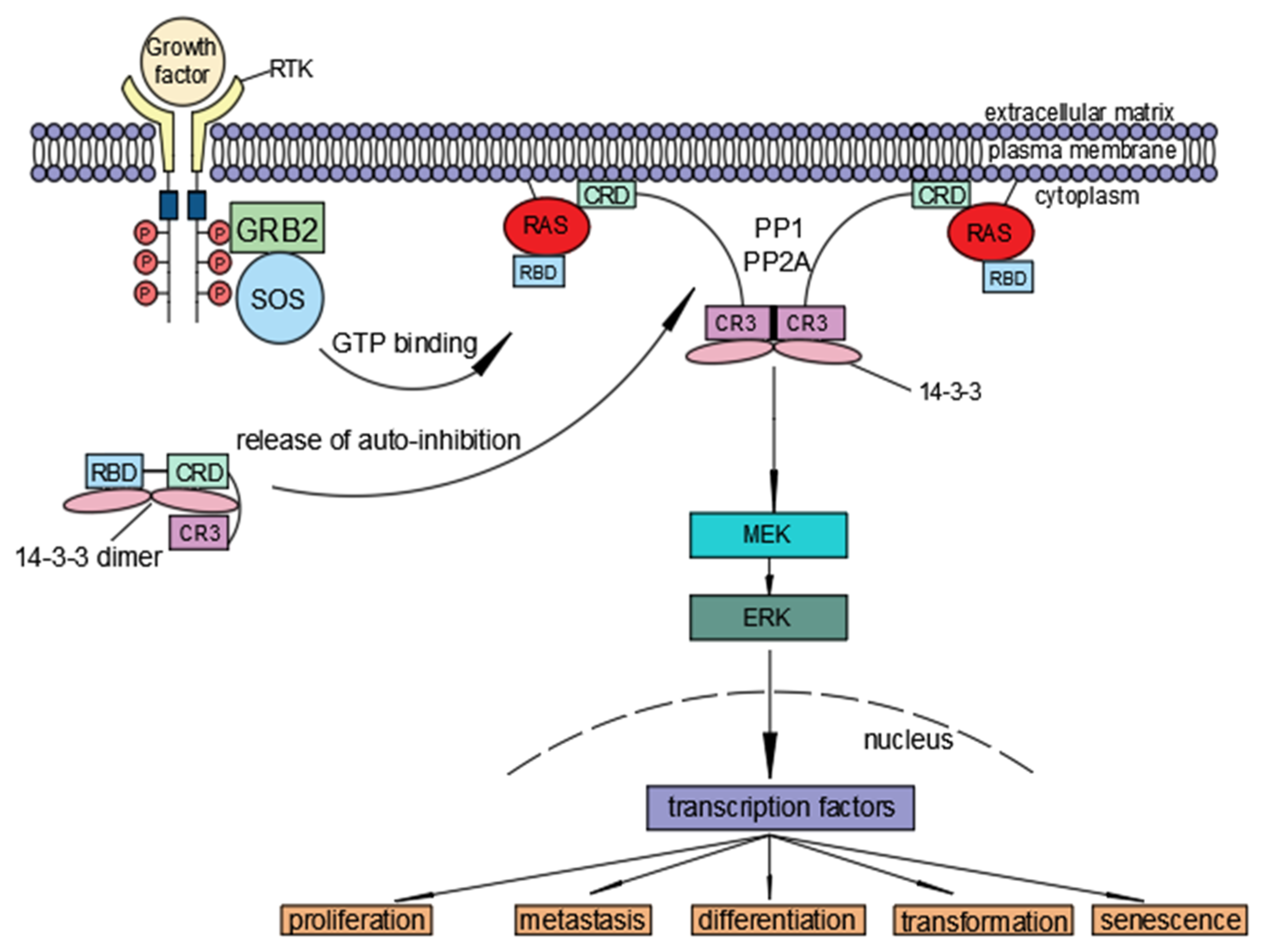 Ijms 23 05158 g002 Ijms 23 05158 g002