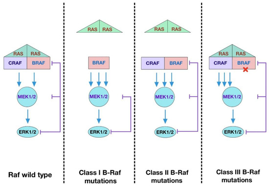 IJMS | Free Full-Text | Discovery of Raf Family Is a Milestone in 