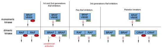 Targeting the RAS/RAF/MAPK pathway for cancer therapy: from