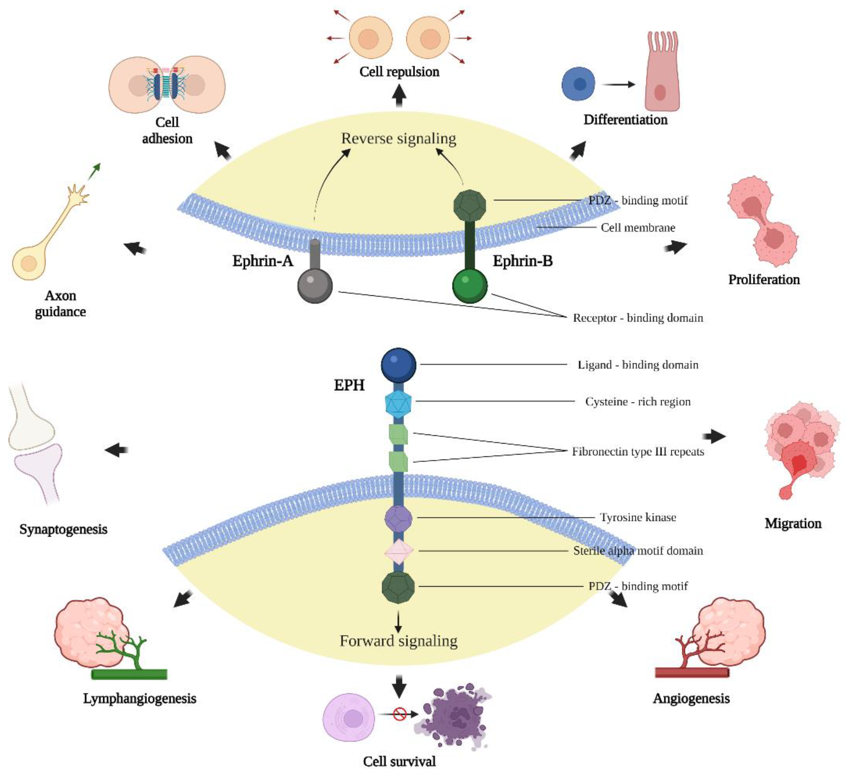 Ijms 23 05171 g001 550