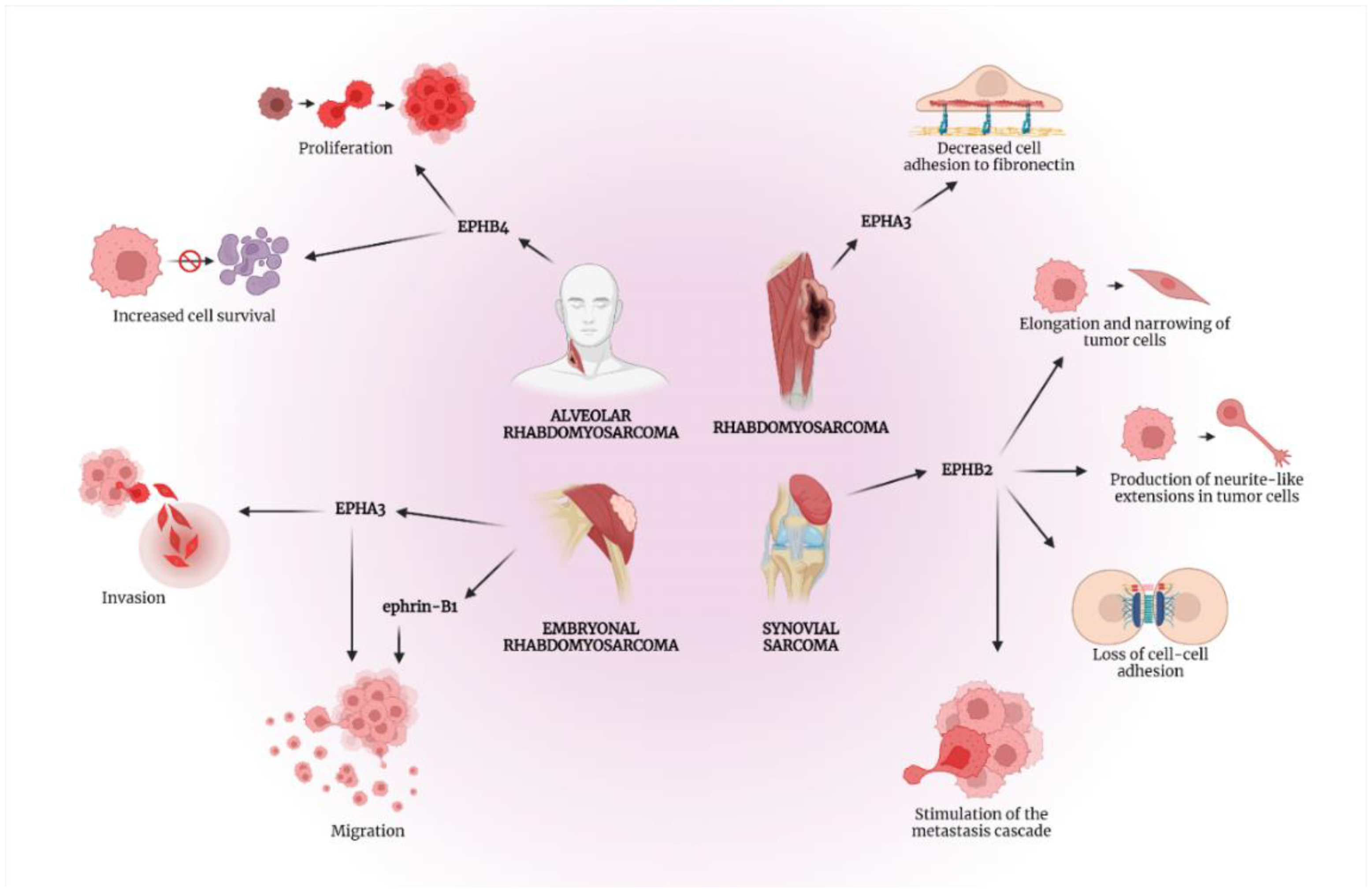 Ijms 23 05171 g003 550