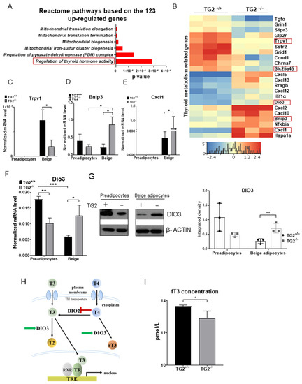Tissue Transglutaminase Knock-Out Preadipocytes and Beige