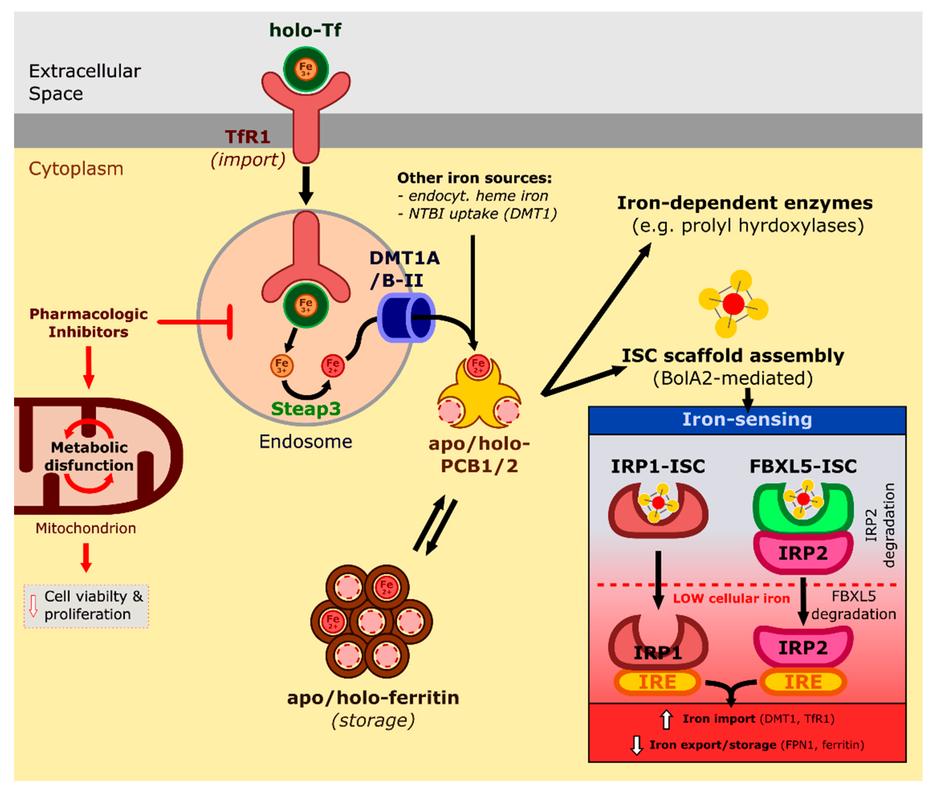 Ijms 23 05188 g001 550