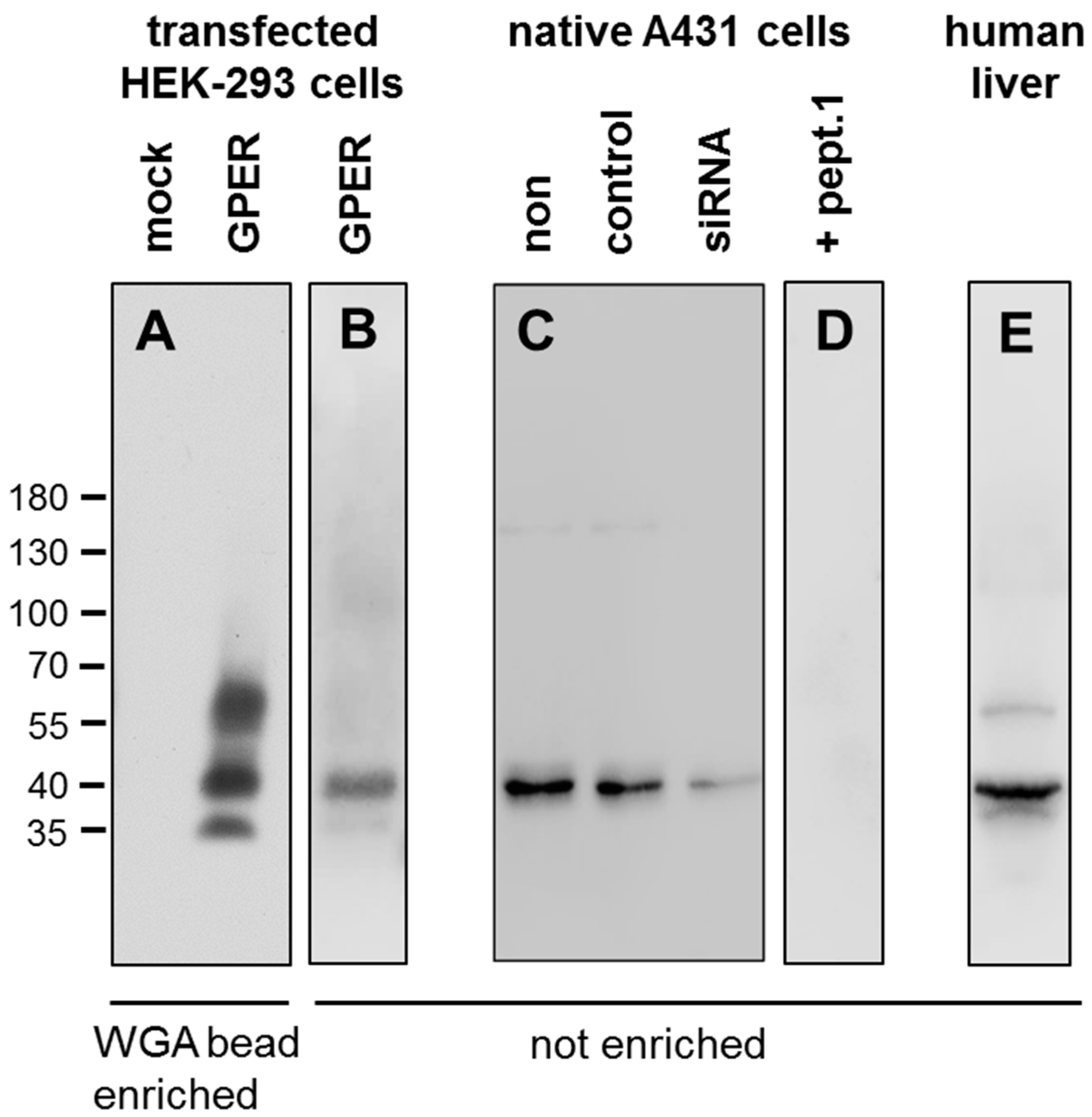 Ijms 23 05191 g001 550