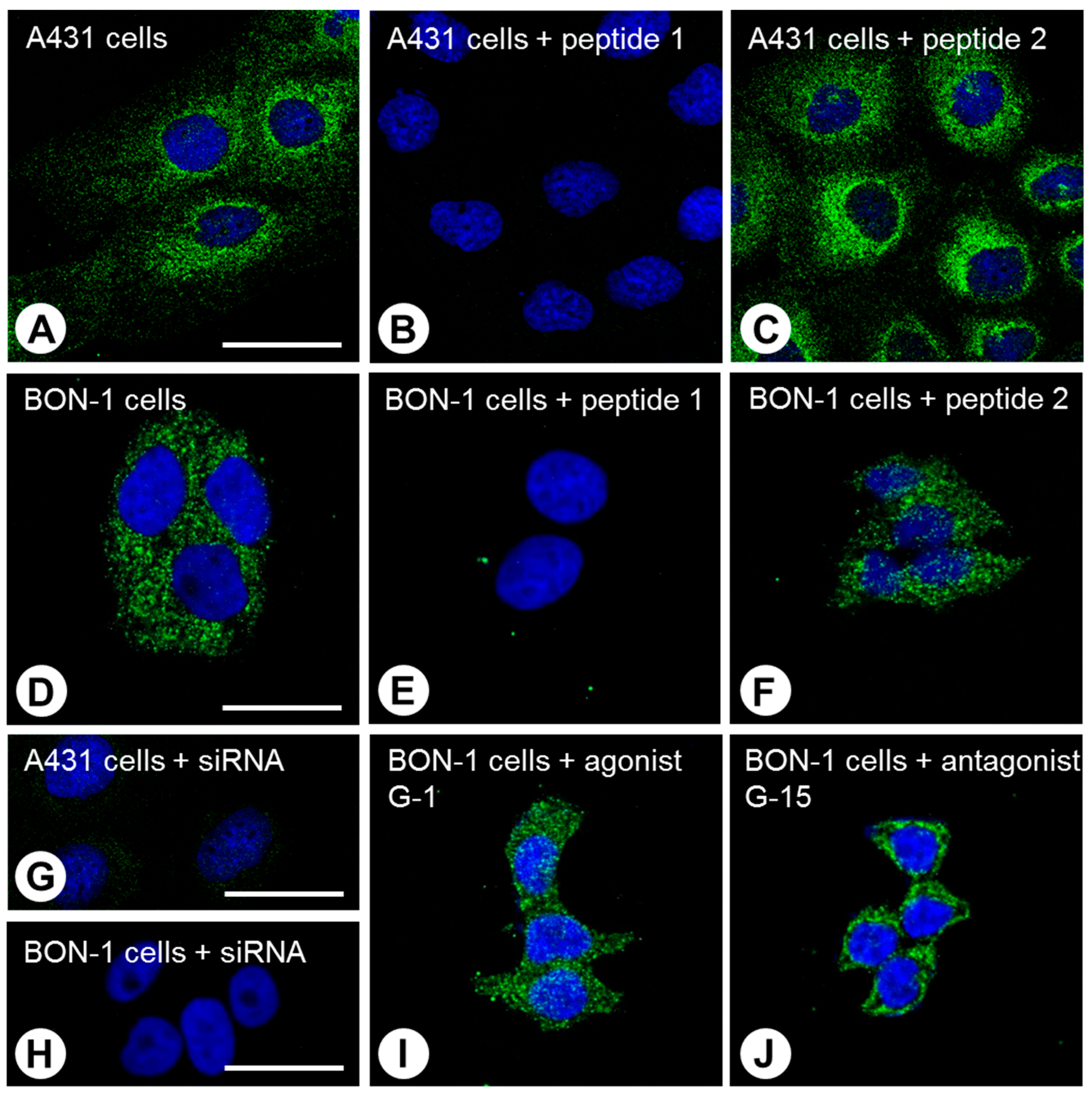 Ijms 23 05191 g002 550