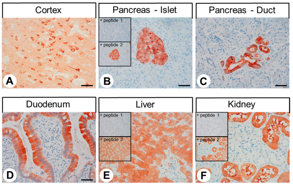 Ijms 23 05191 g003 550