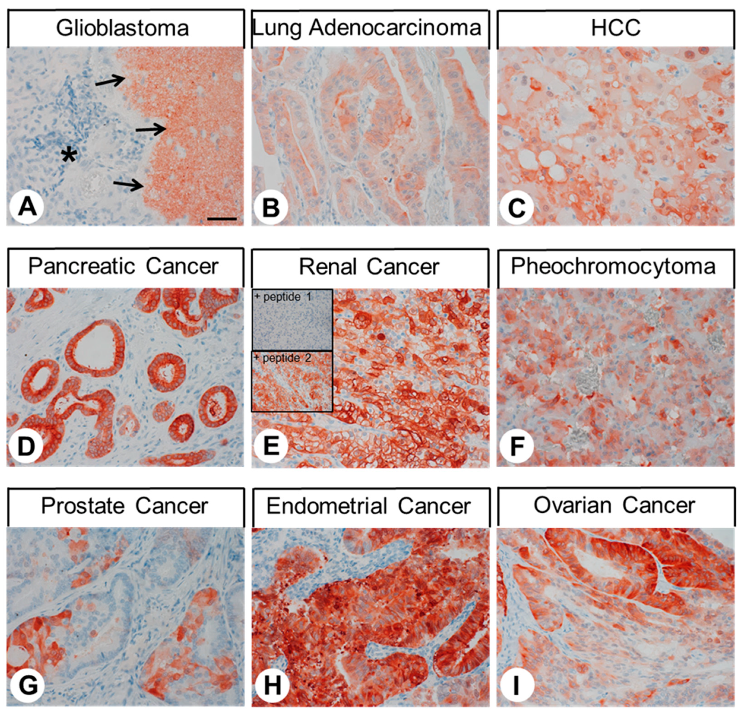 Ijms 23 05191 g005 550