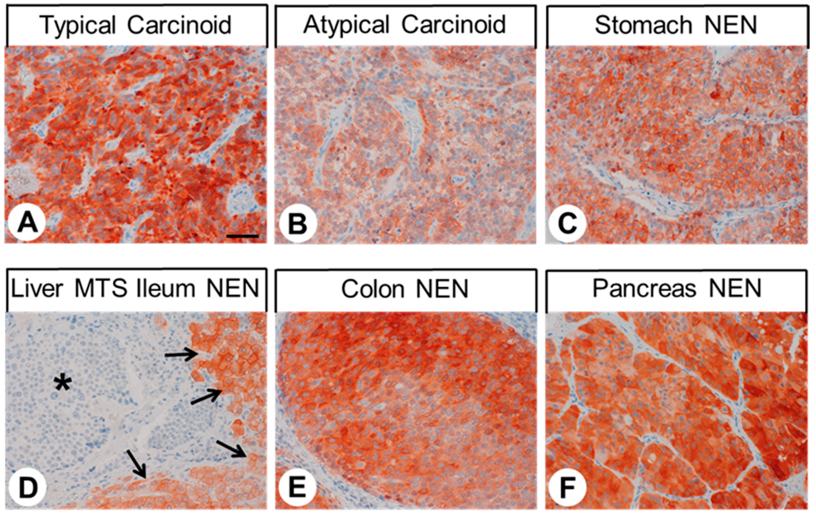 Ijms 23 05191 g006 550