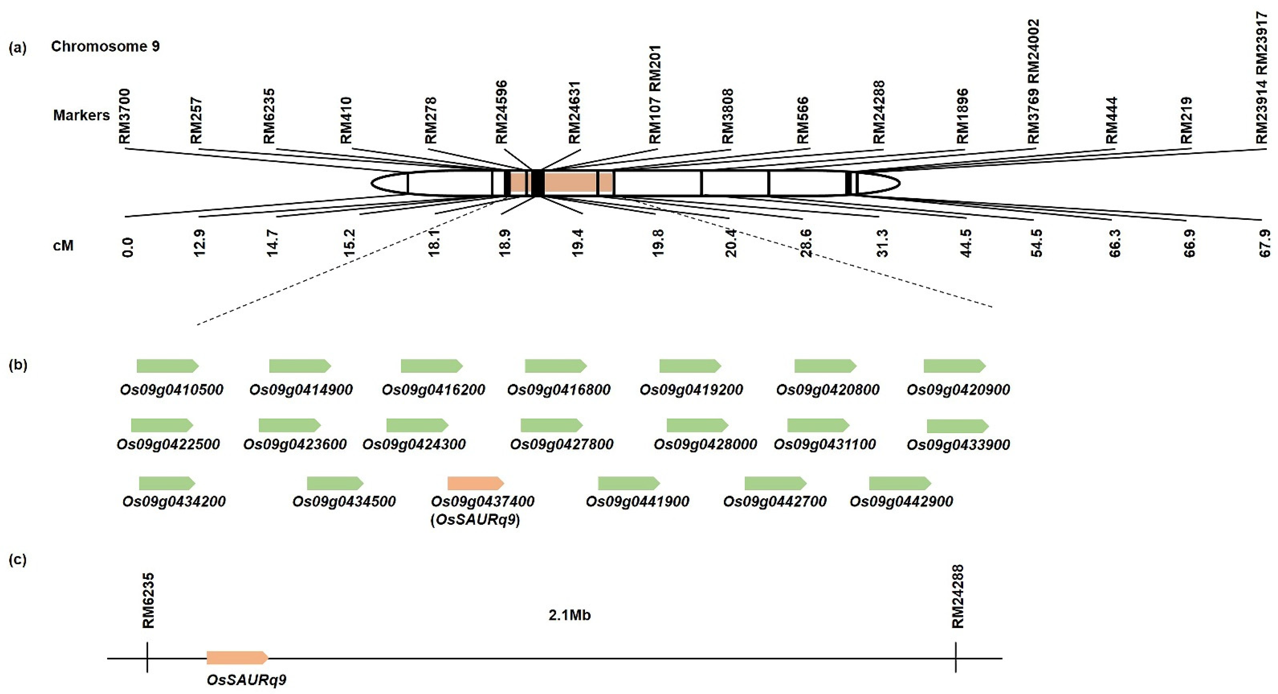 Ijms 23 05192 g006 550