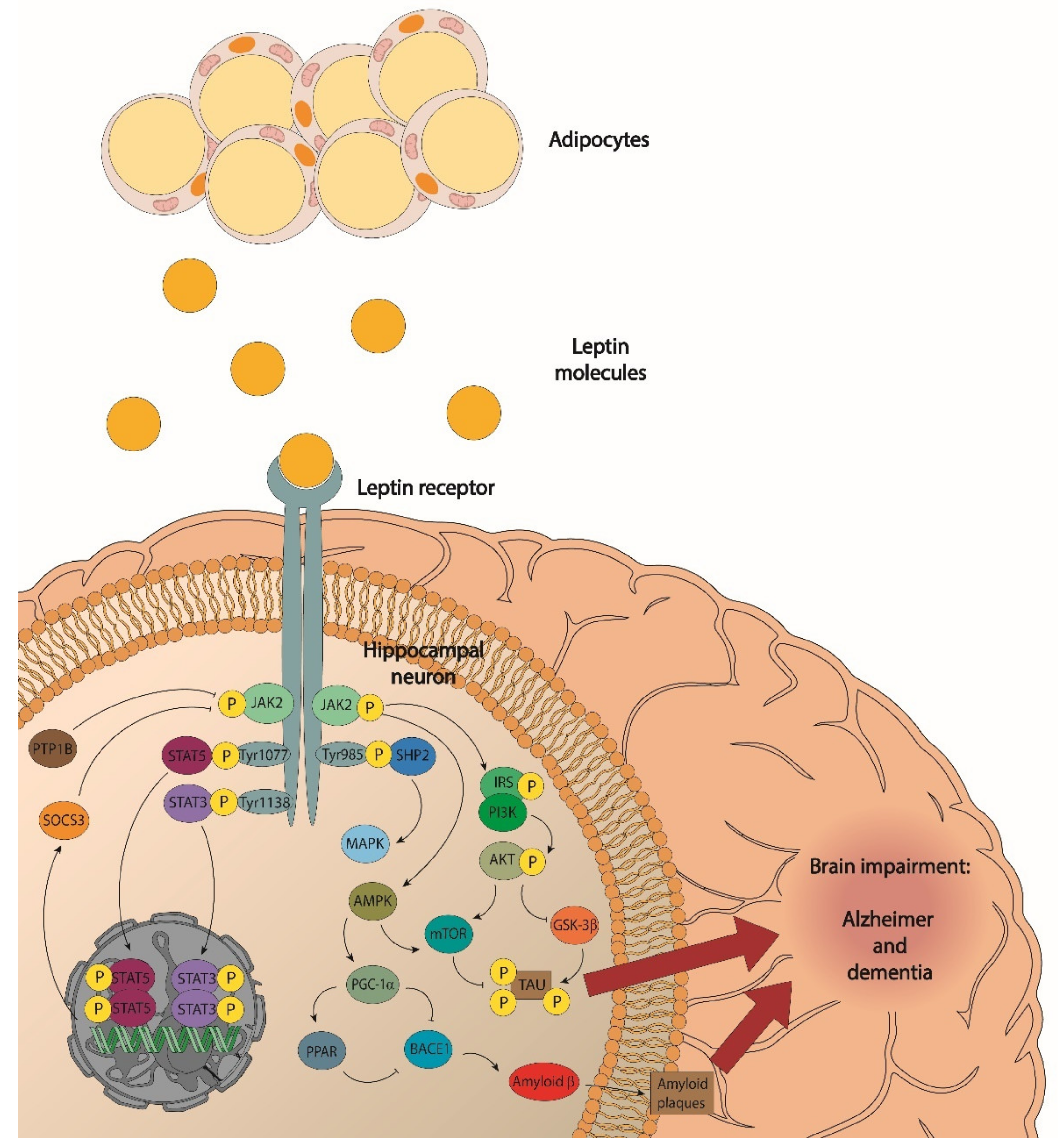 IJMS | Free Full-Text | Obesity as a Risk Factor for Dementia and Alzheimer’s Disease: The Role of Leptin IJMS | Free Full-Text | Obesity as a Risk Factor for Dementia and Alzheimer’s Disease: The Role of Leptin