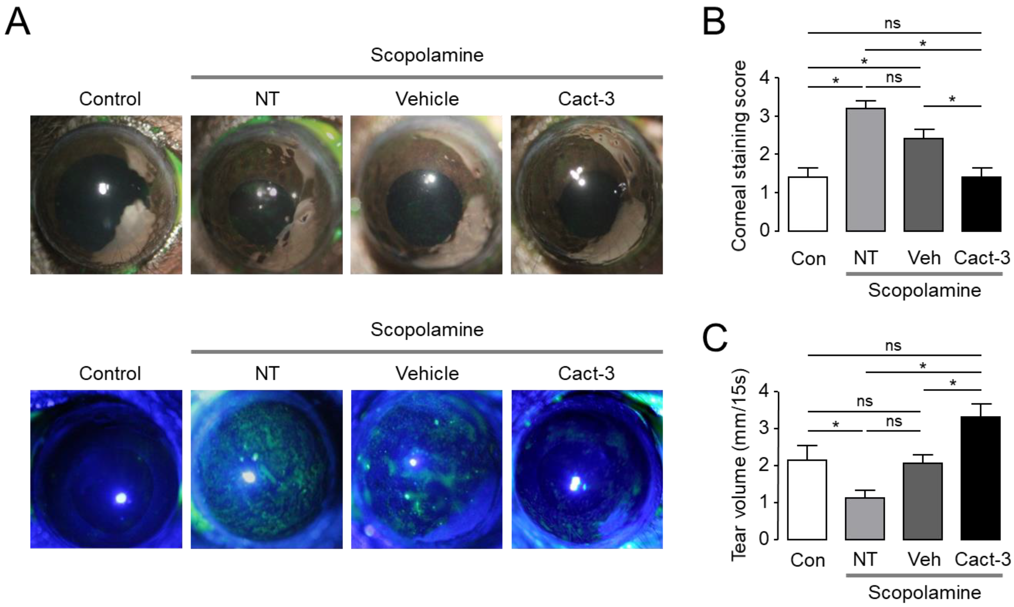 IJMS Free FullText Novel CFTR Activator Cact3 Ameliorates Ocular