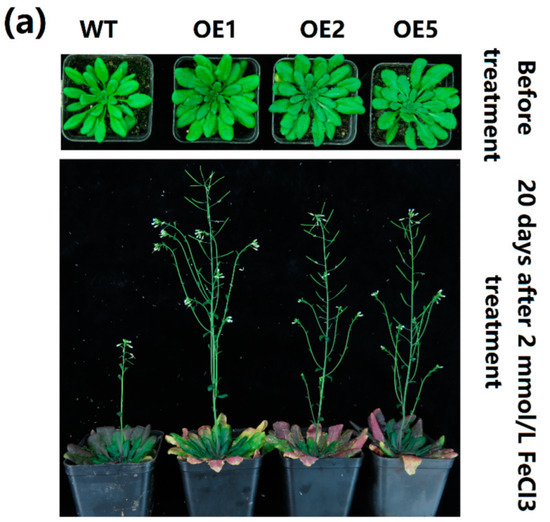 mocoaloha様 テオ໒꒱*☆🎀黒MAJO WIG販売中→BOOTH on X: 