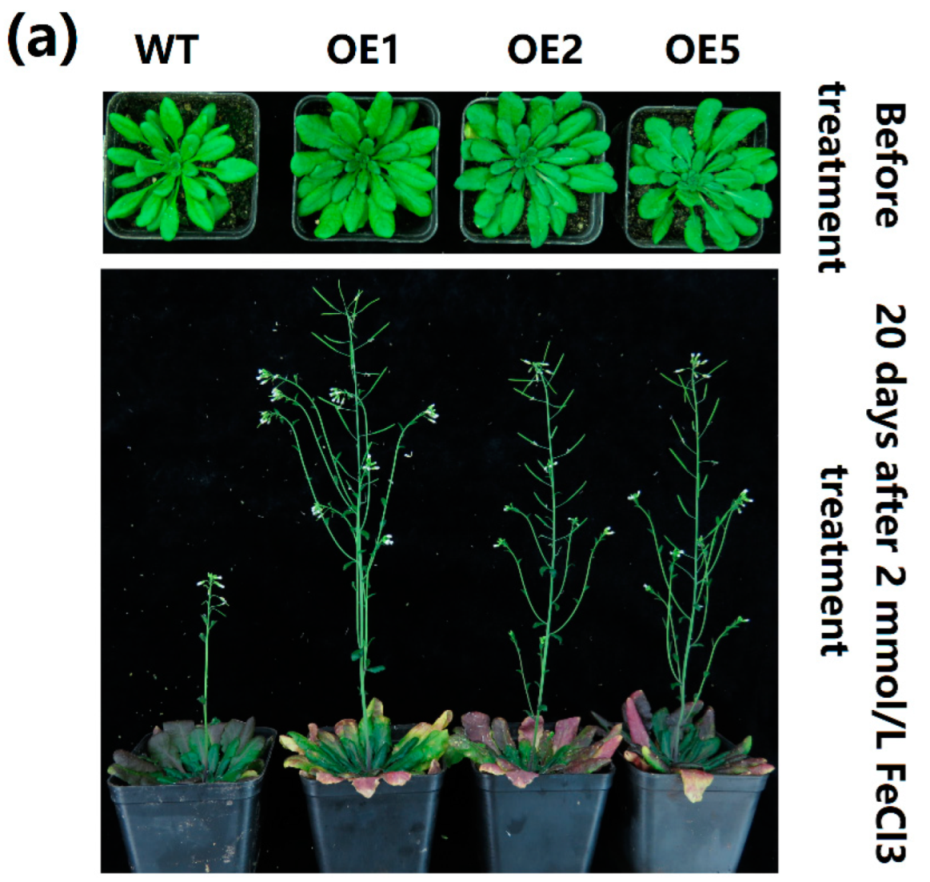 Ijms 23 05212 g008a 550