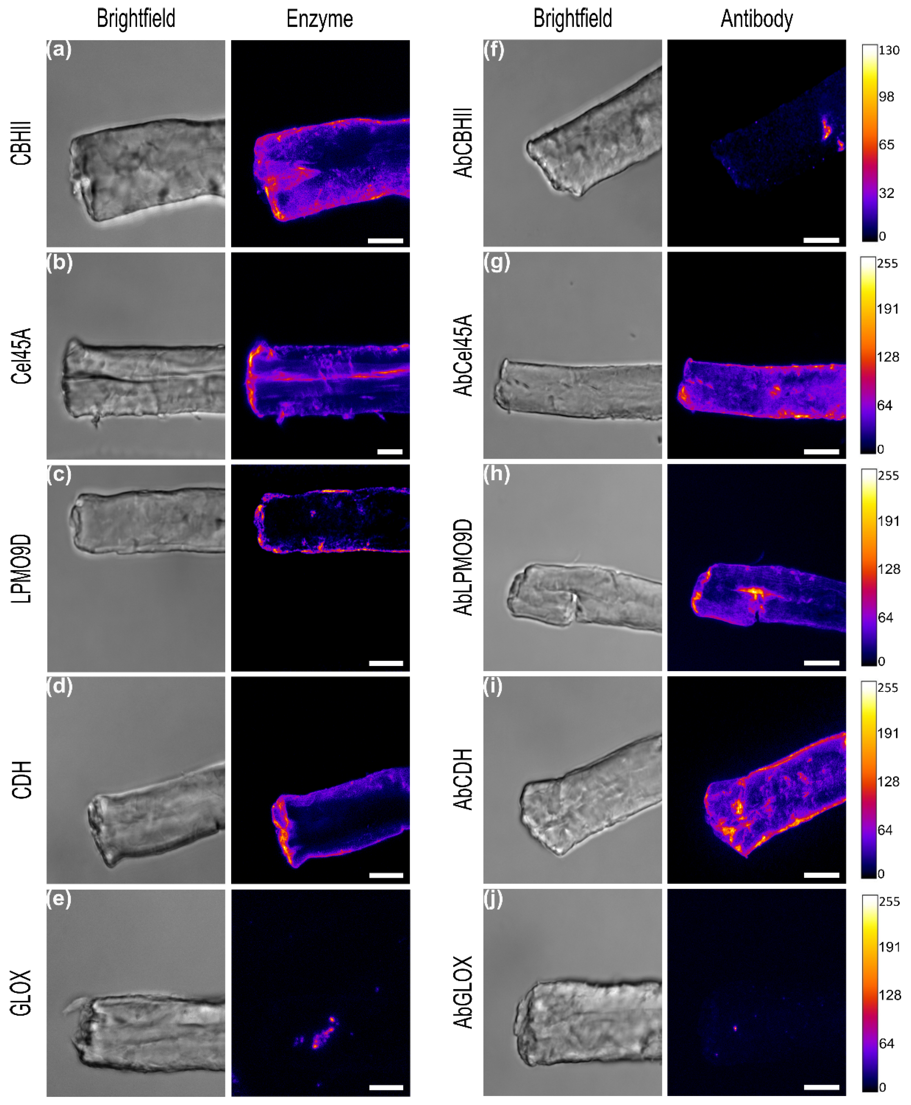 Ijms 23 05216 g002 550