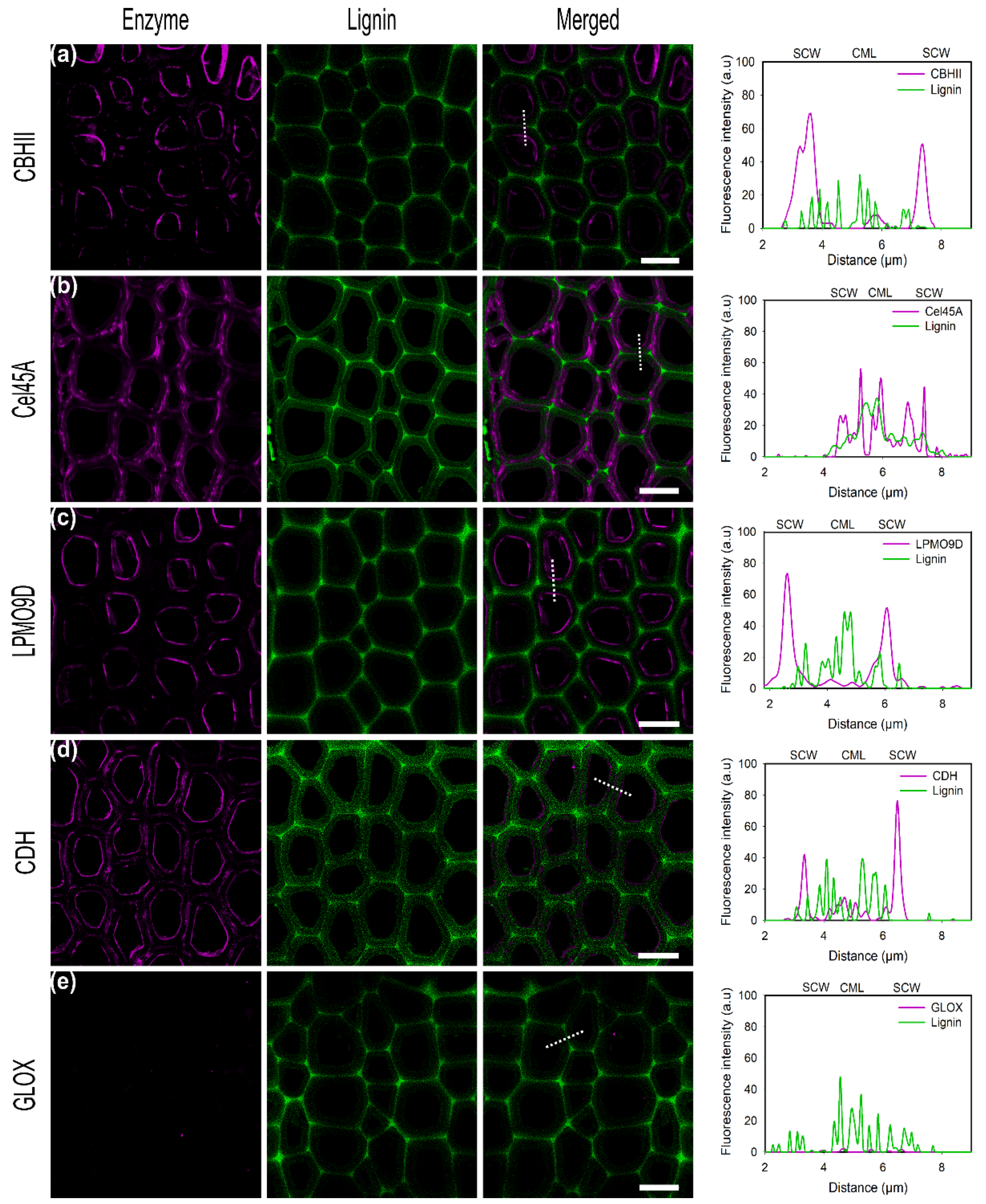 Ijms 23 05216 g003 550