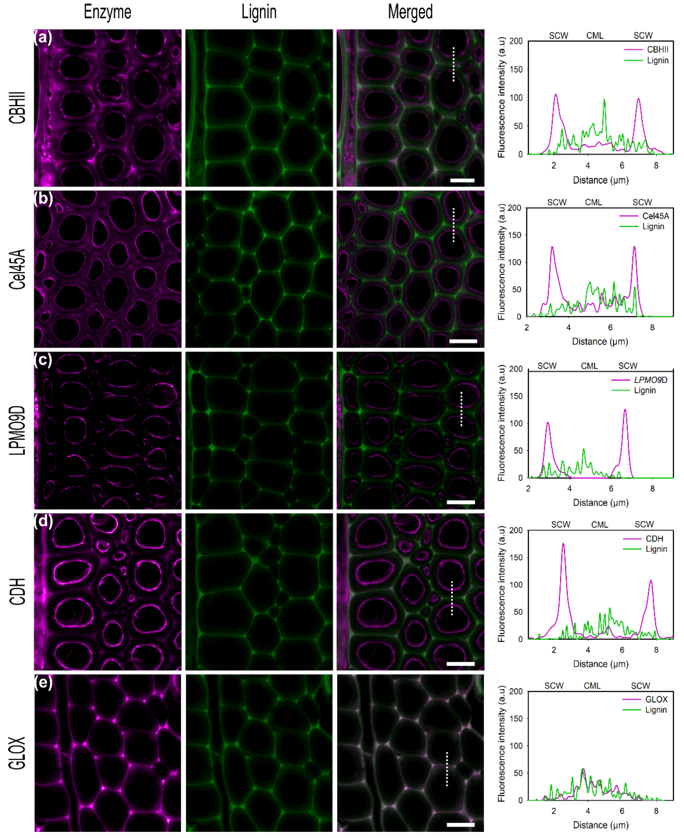 Ijms 23 05216 g004 550