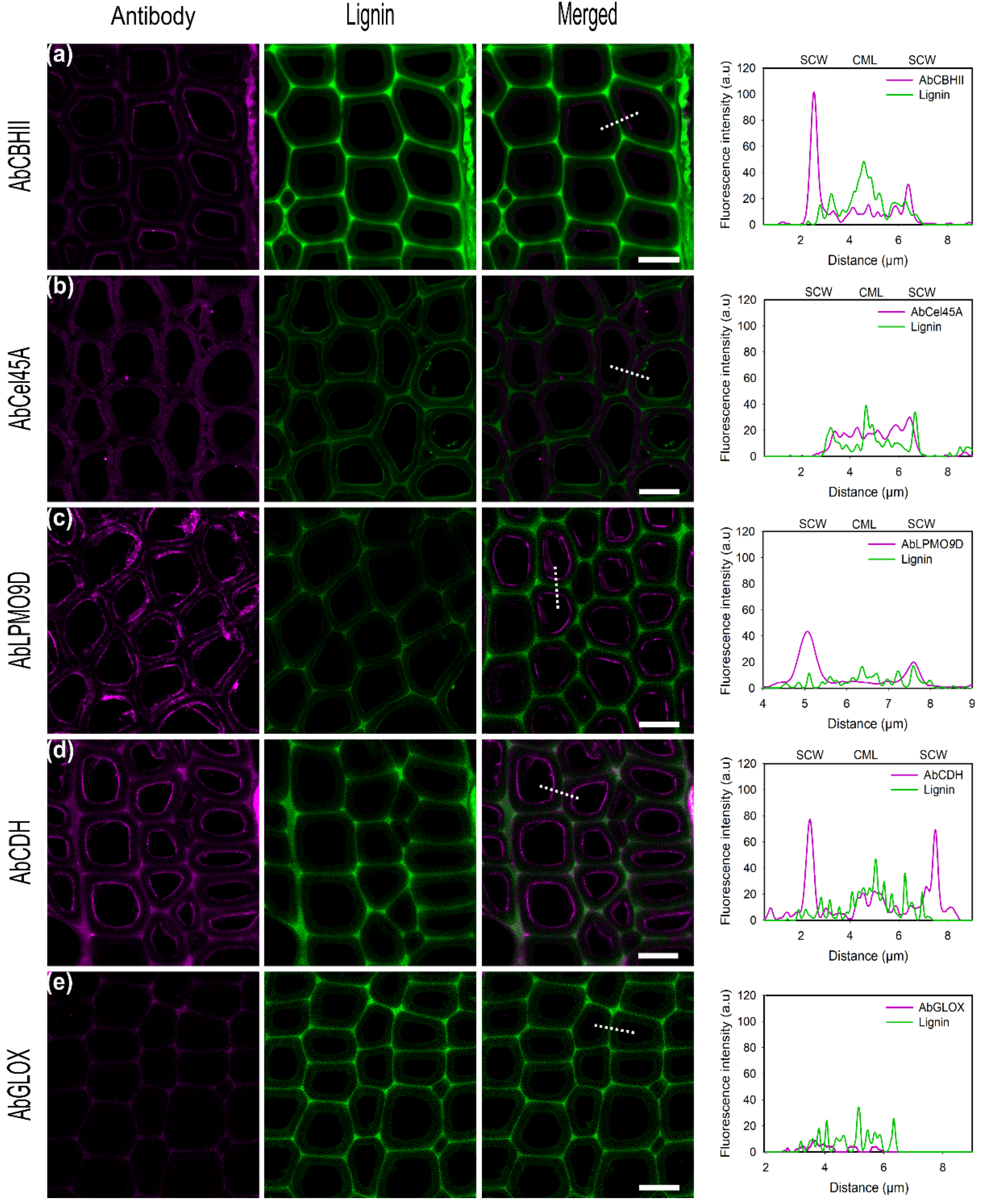 Ijms 23 05216 g006 550