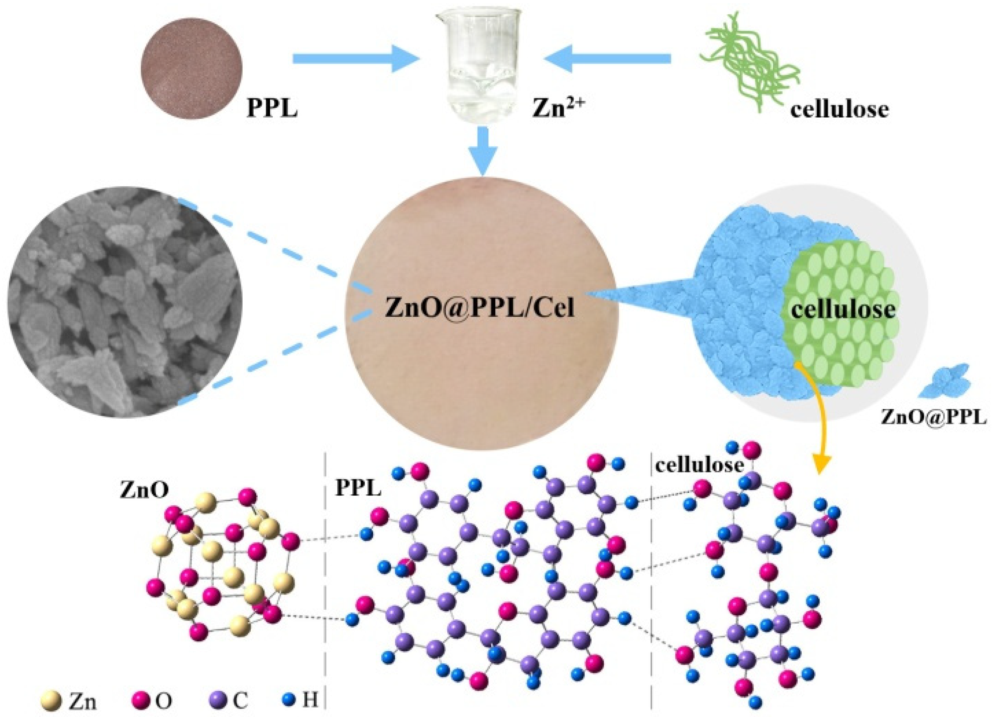 Ijms 23 05218 sch001 550