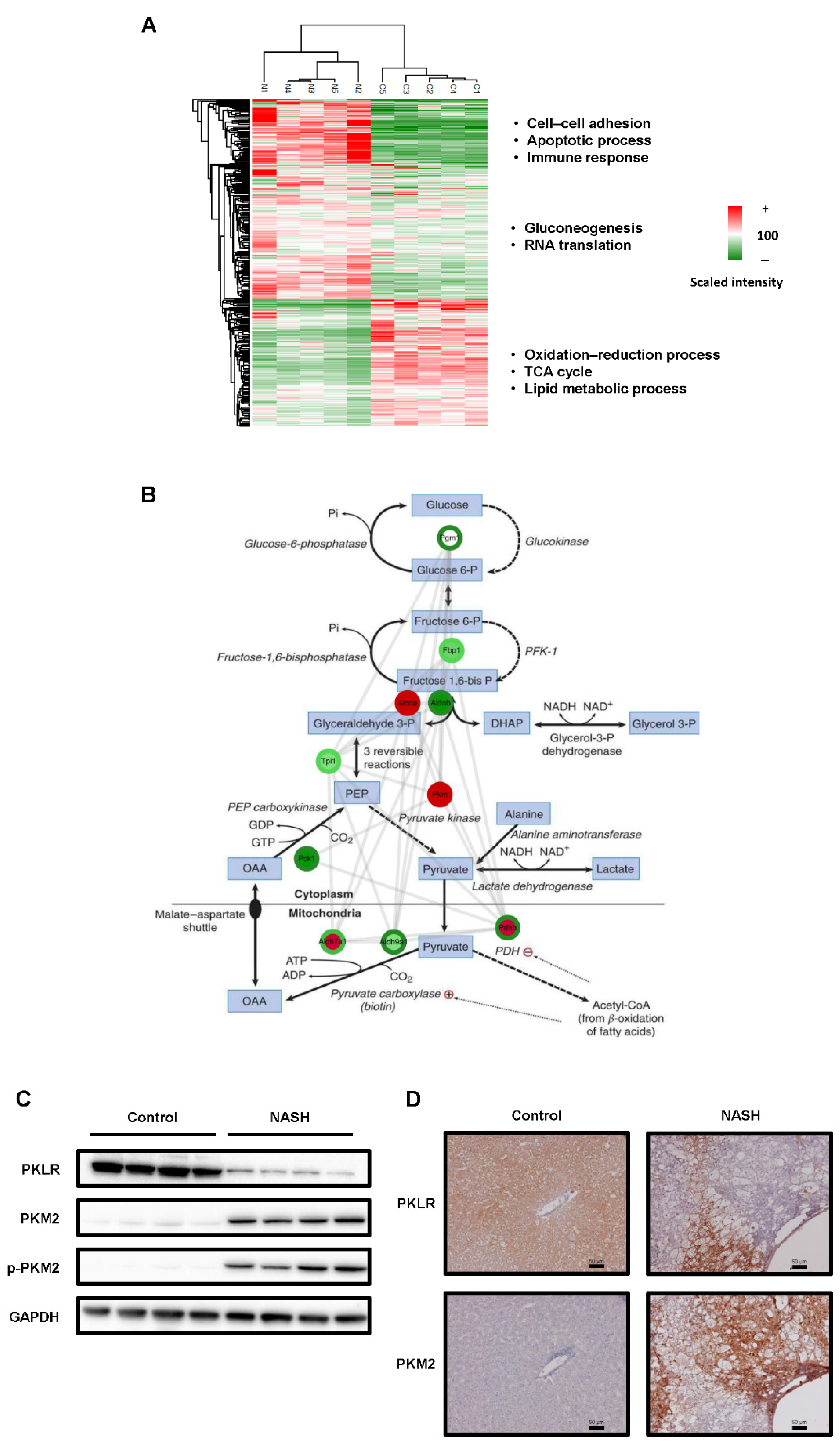 Ijms 23 05230 g002 Ijms 23 05230 g002