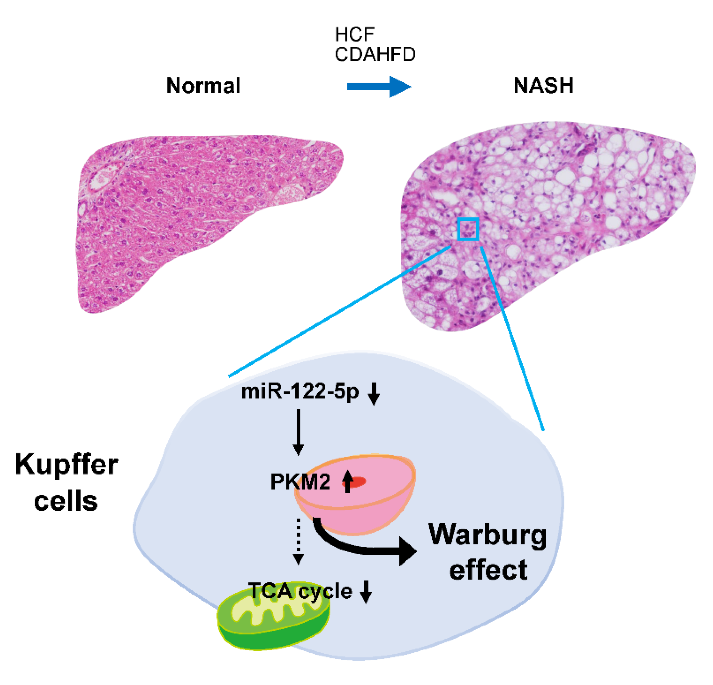 Ijms 23 05230 g006 Ijms 23 05230 g006