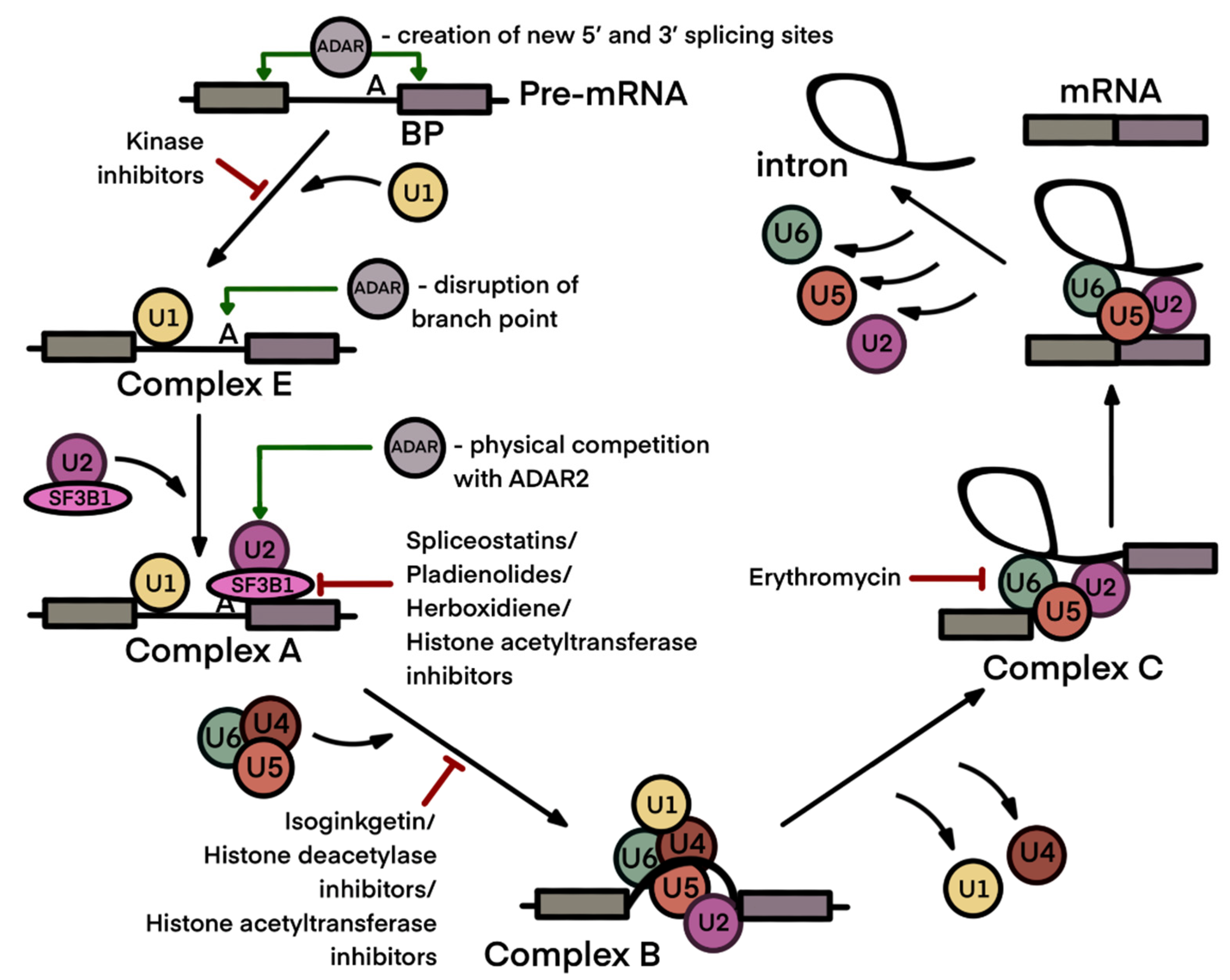 ファッション人気ブランドランキング Interplay between A-to-I Editing and Splicing of RNA: A その他