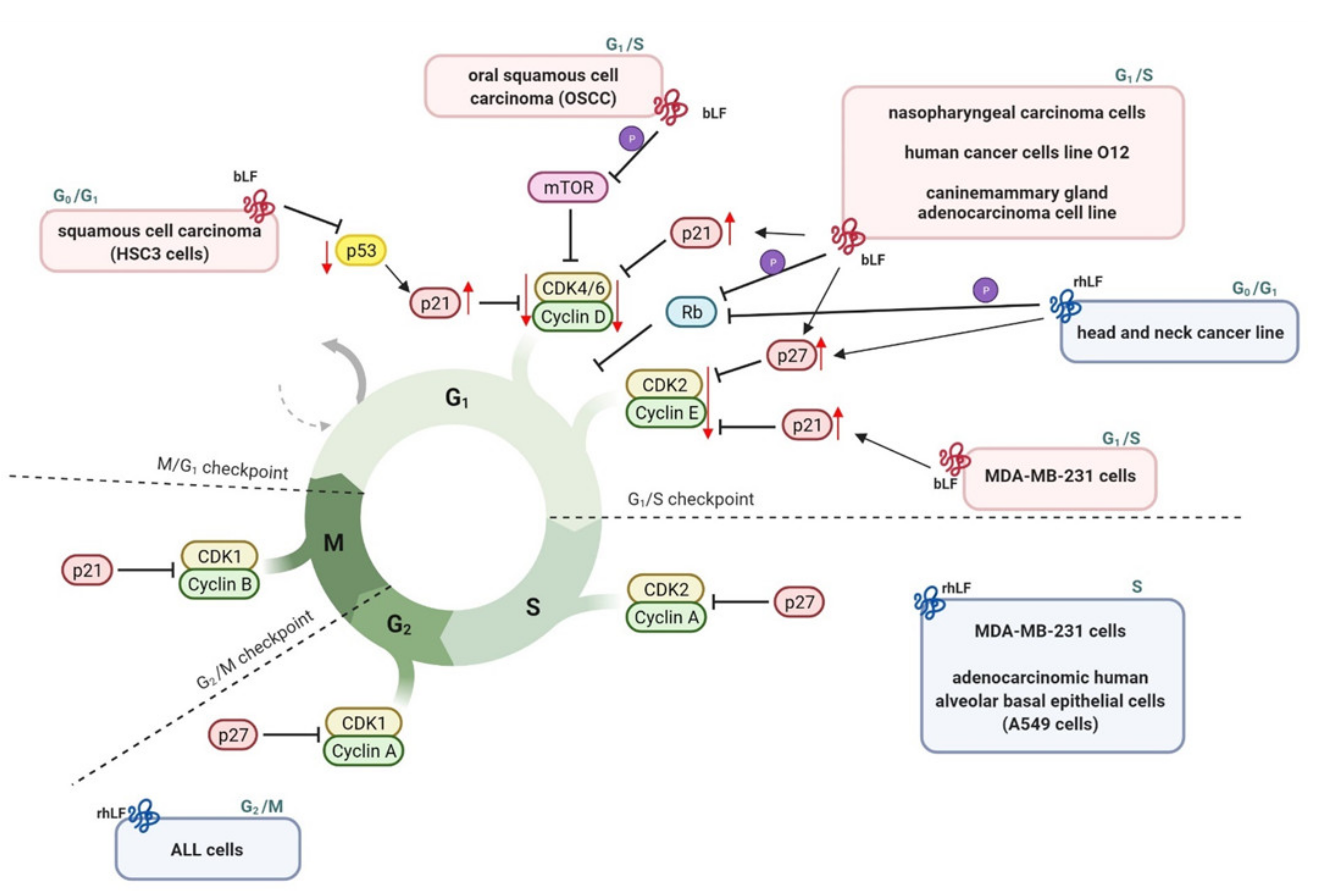Ijms 23 05248 g005 Ijms 23 05248 g005