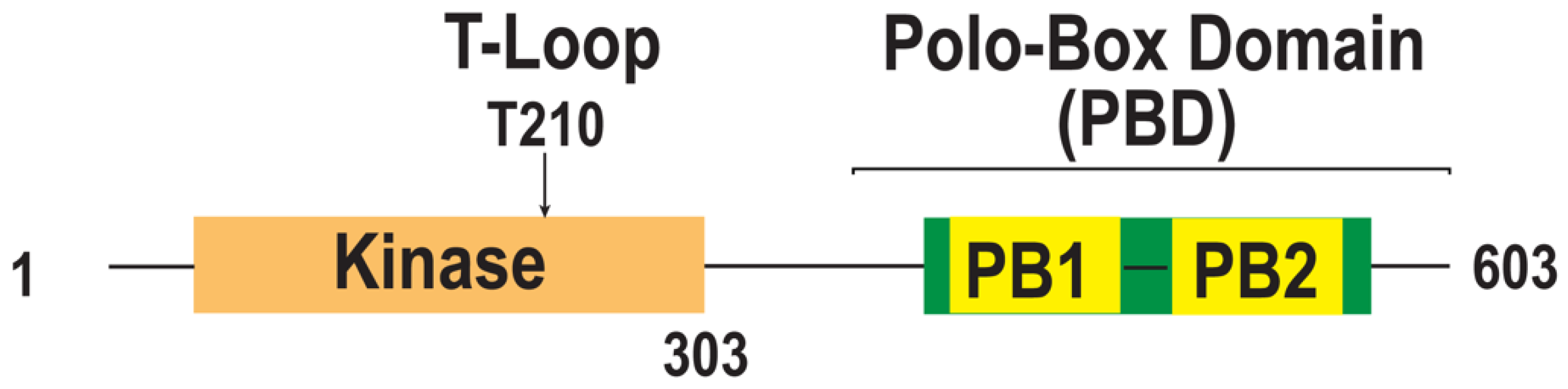 Ijms 23 05252 g001 Ijms 23 05252 g001