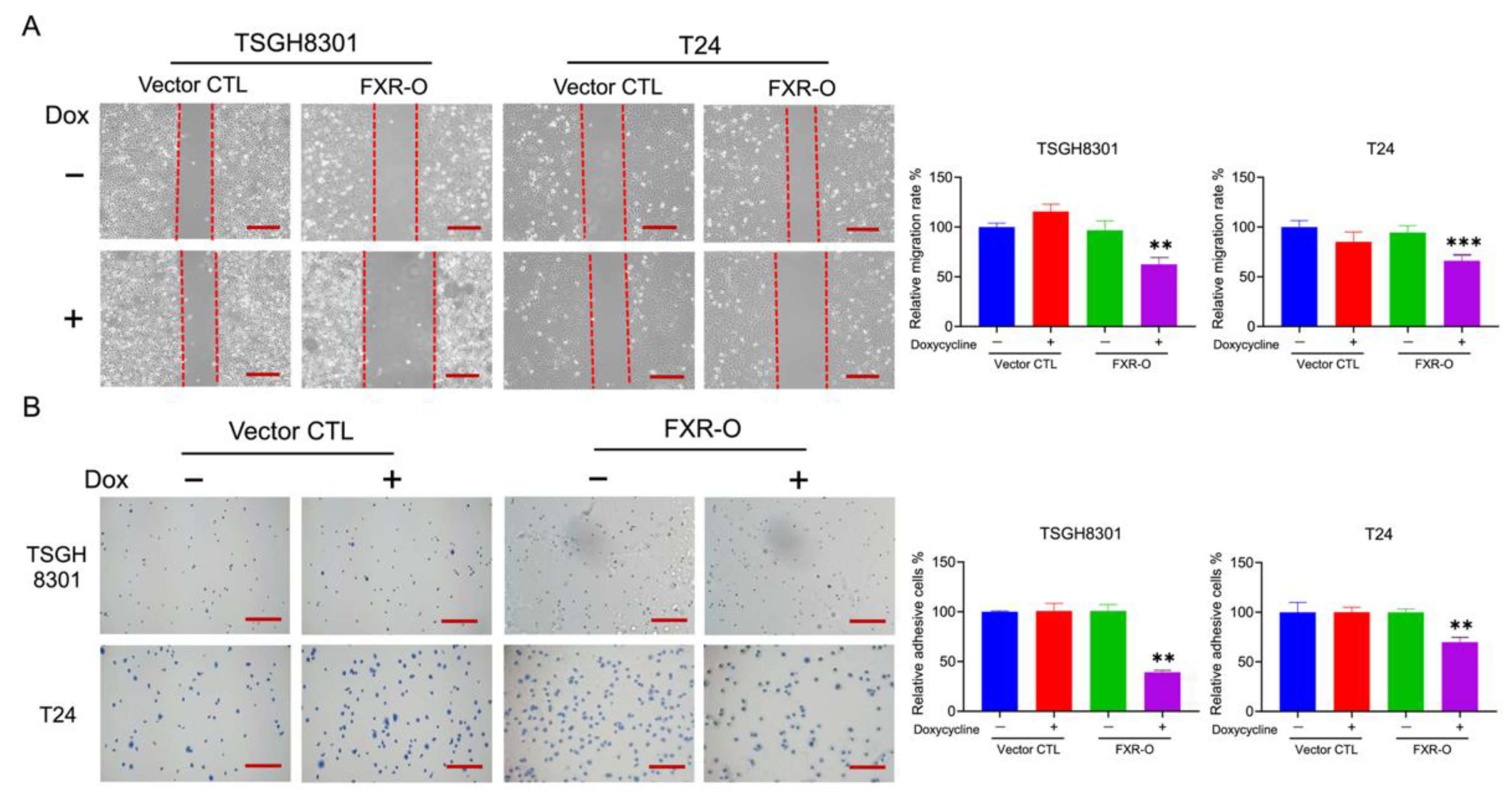 Ijms 23 05259 g002 550