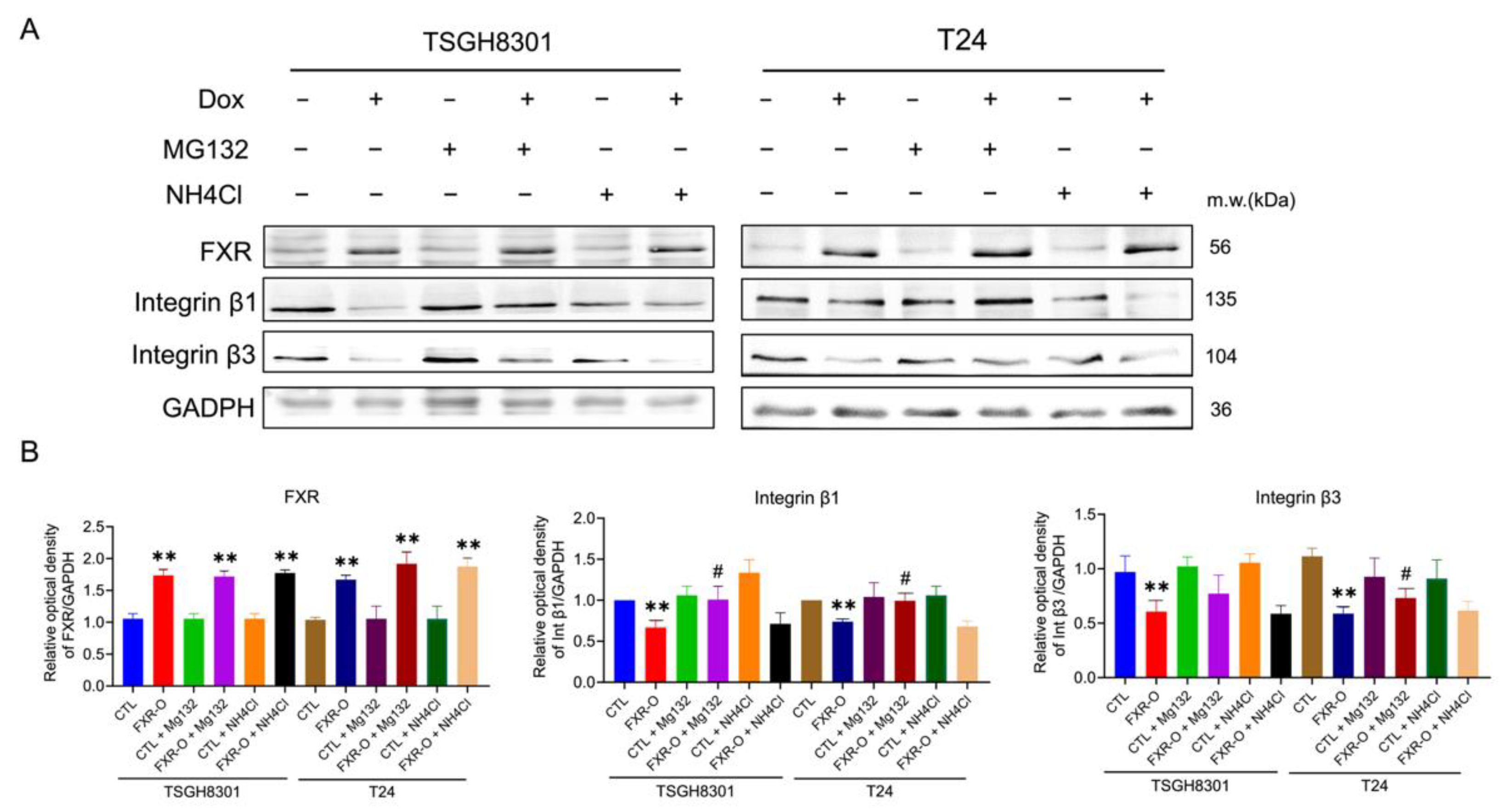 Ijms 23 05259 g005 550