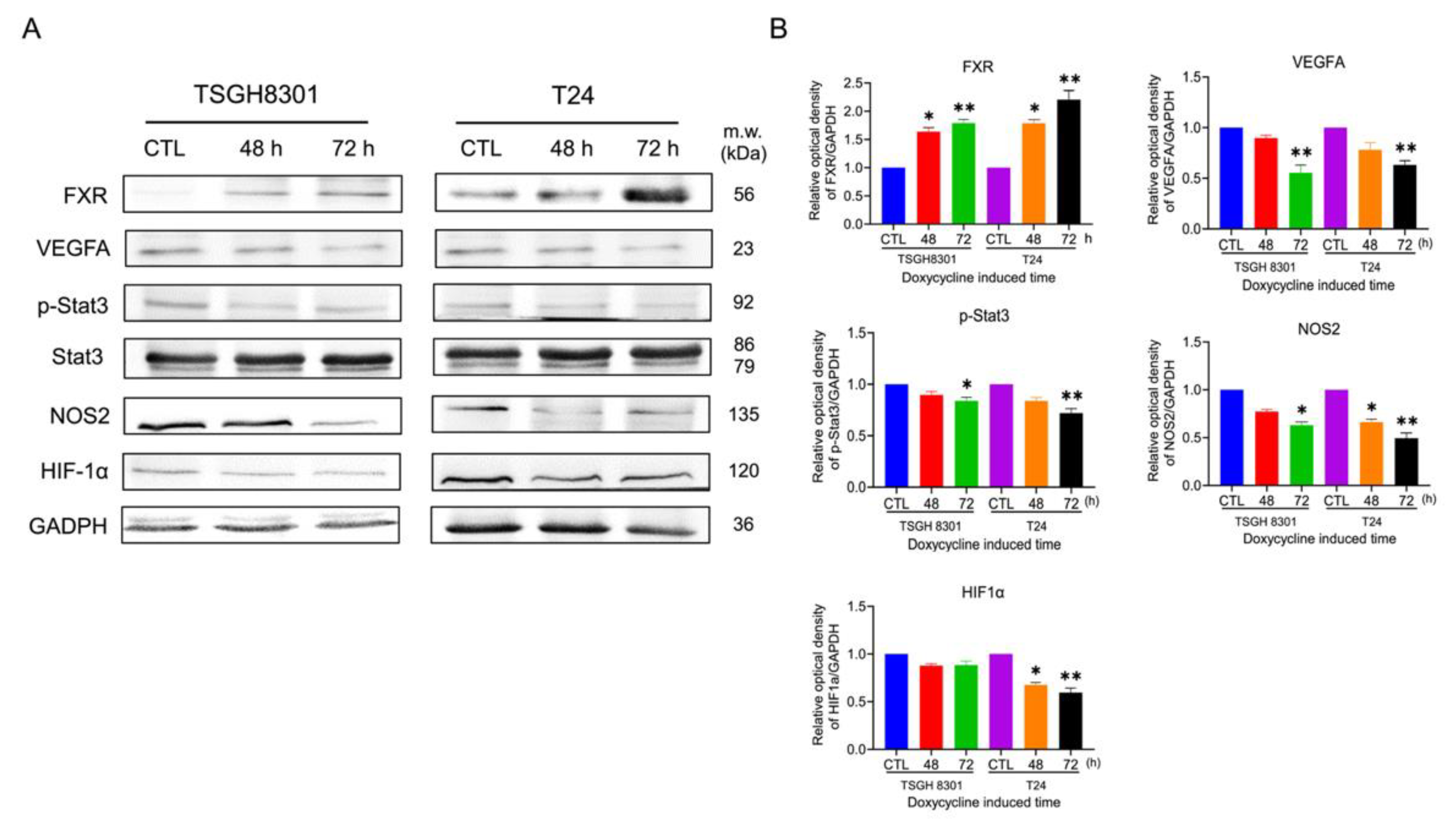 Ijms 23 05259 g008 550