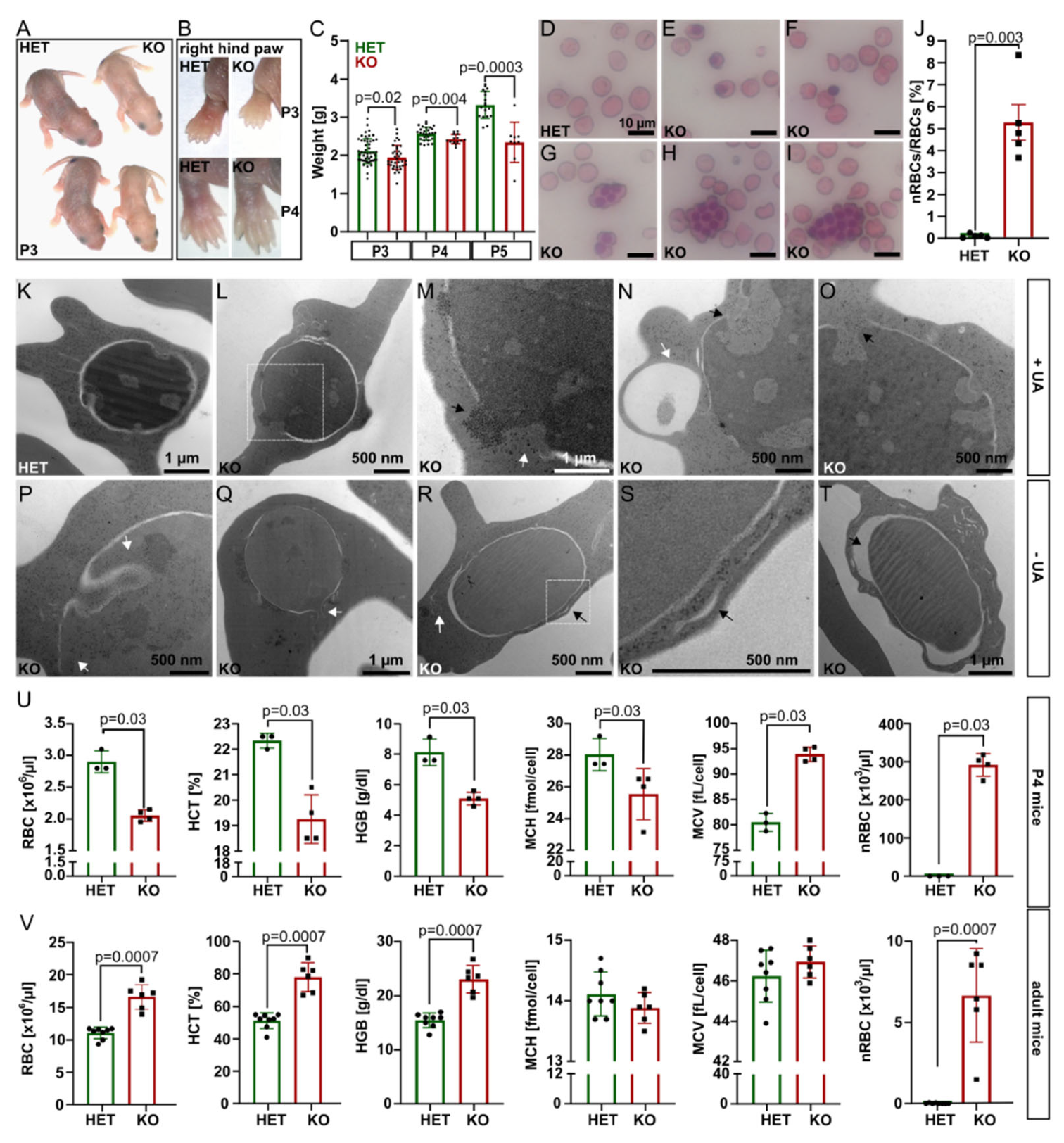 Ijms 23 05263 g001 550