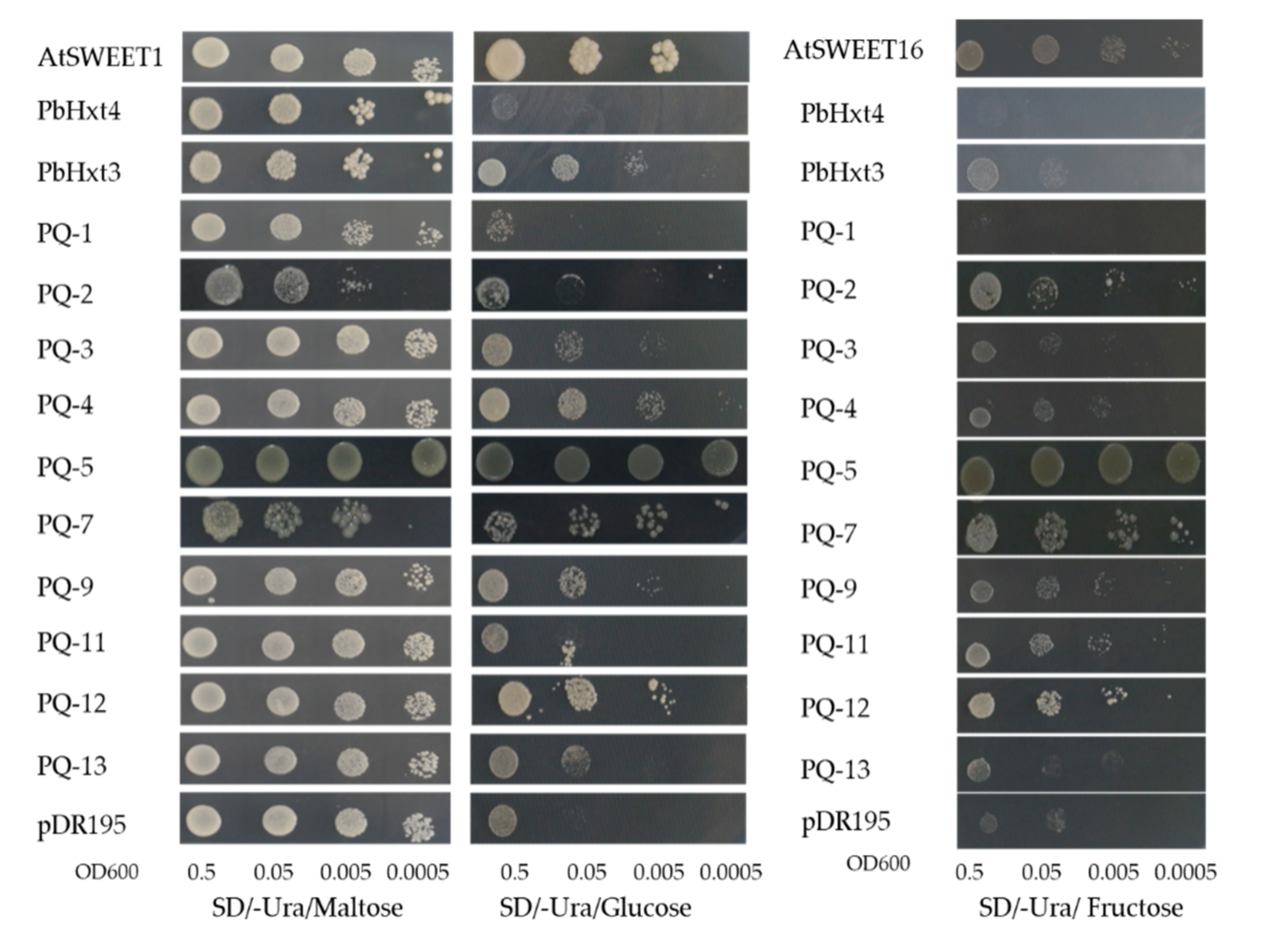 Ijms 23 05264 g004 Ijms 23 05264 g004