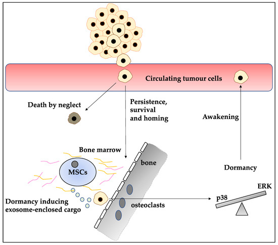 Dormancy in Breast Cancer, the Role of Autophagy, lncRNAs, miRNAs