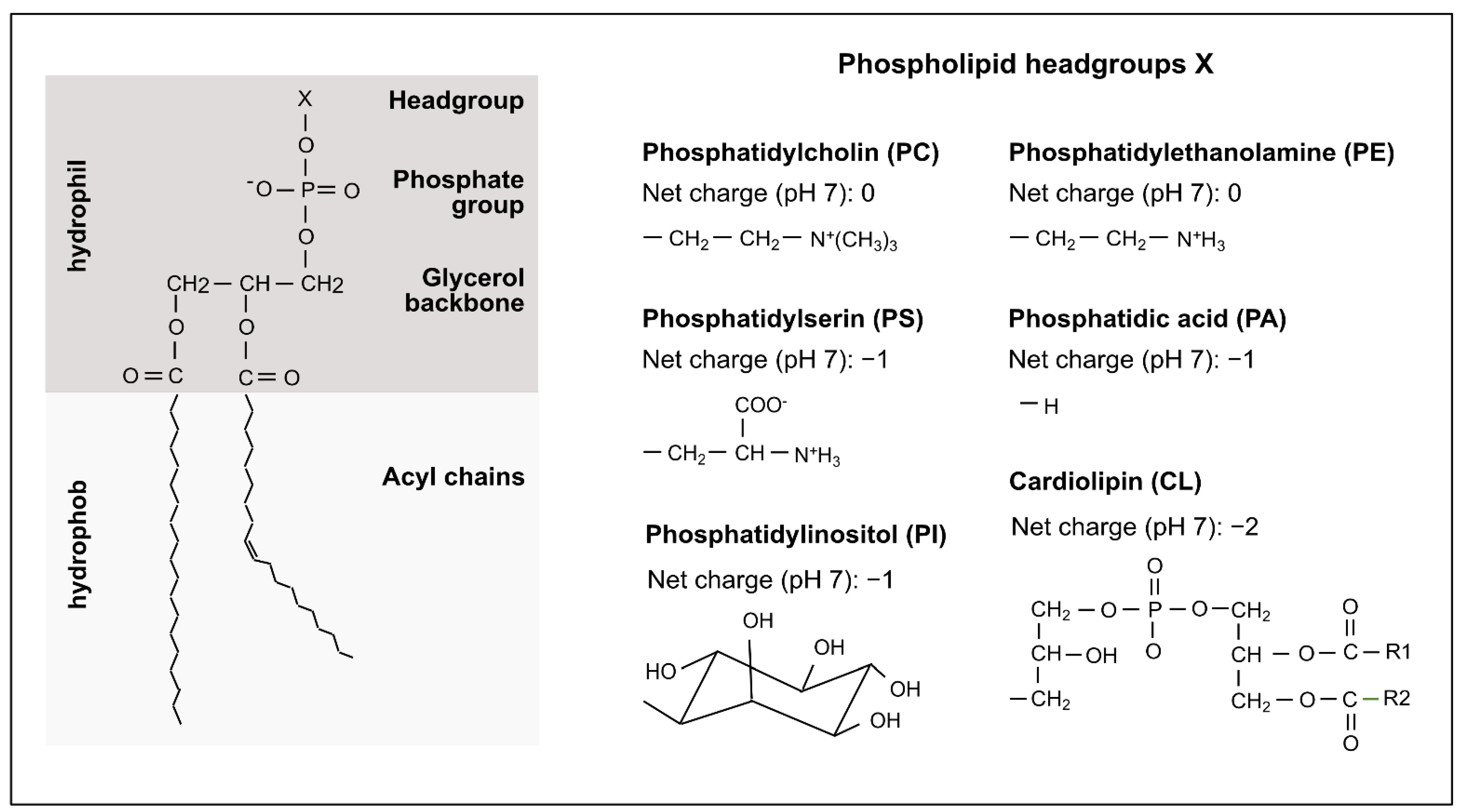 Ijms 23 05274 g001 550