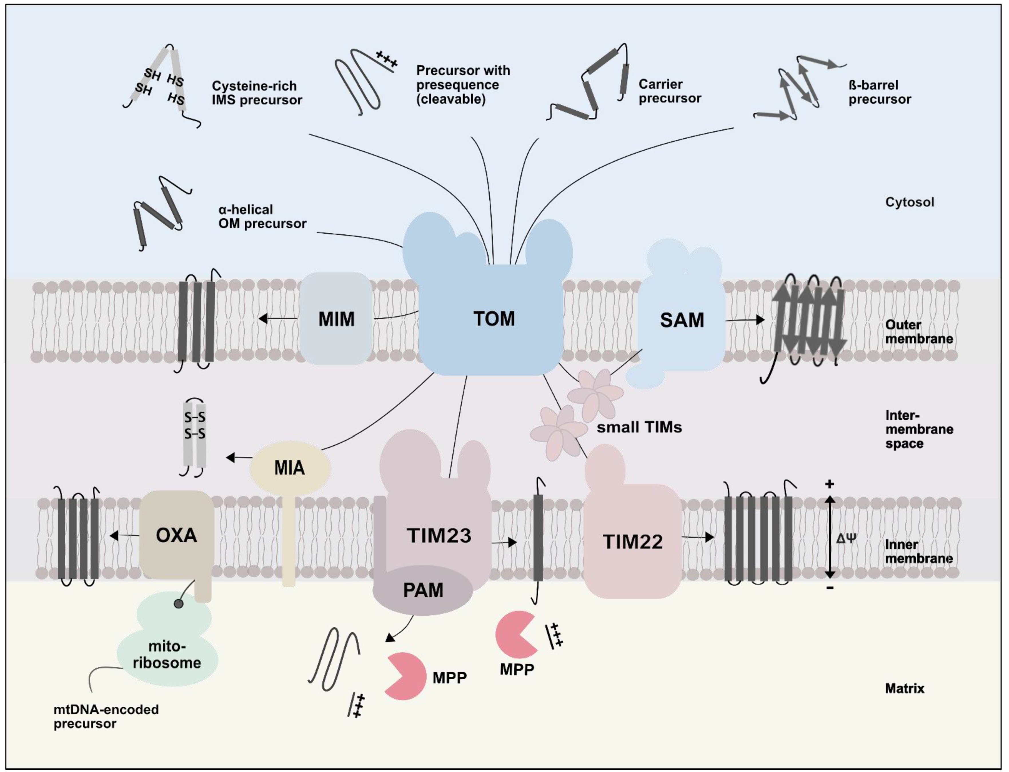 Ijms 23 05274 g002 550
