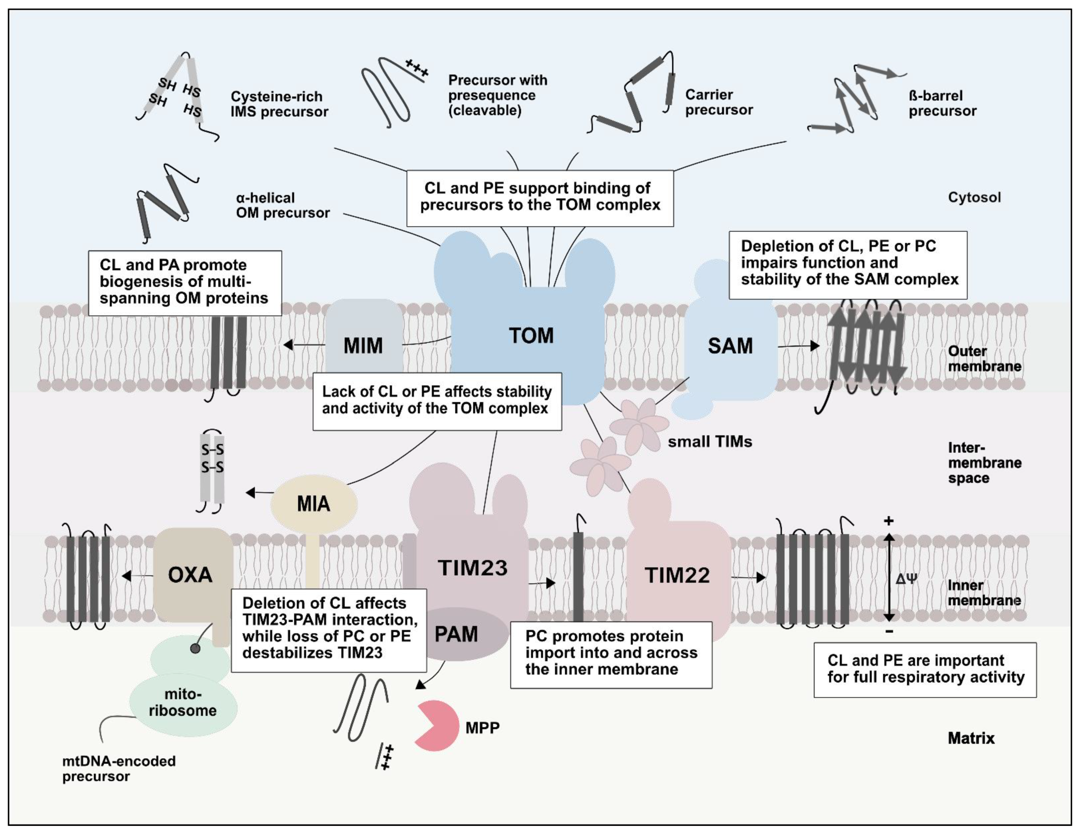Ijms 23 05274 g003 550