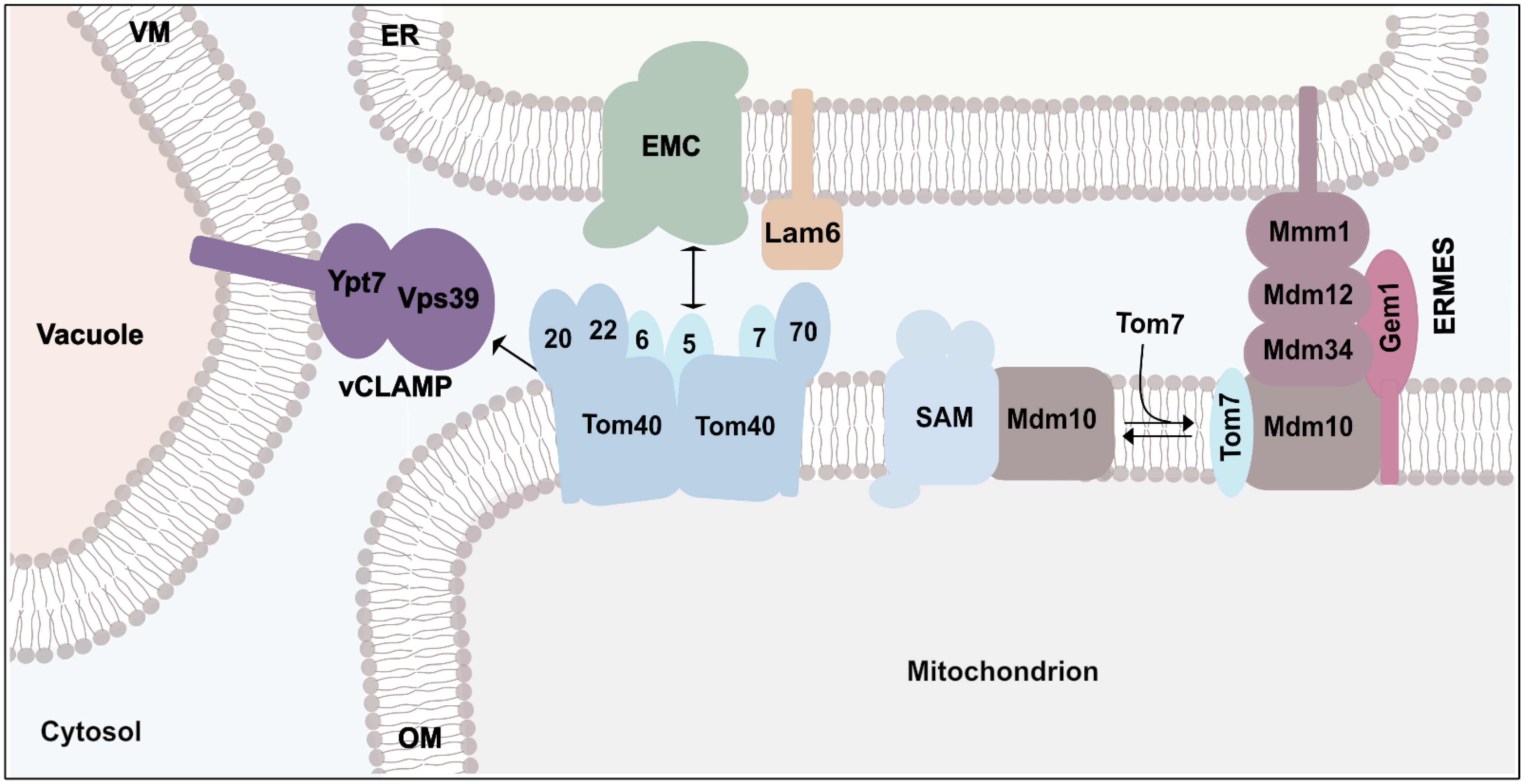Ijms 23 05274 g004 550