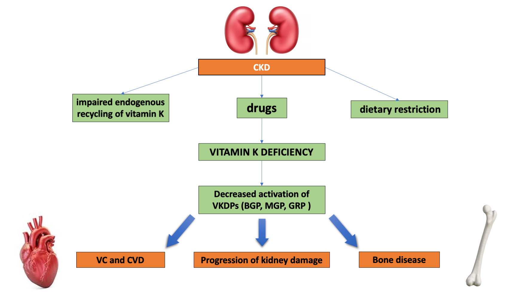 IJMS Free FullText Role of Vitamin K in Chronic Kidney Disease A