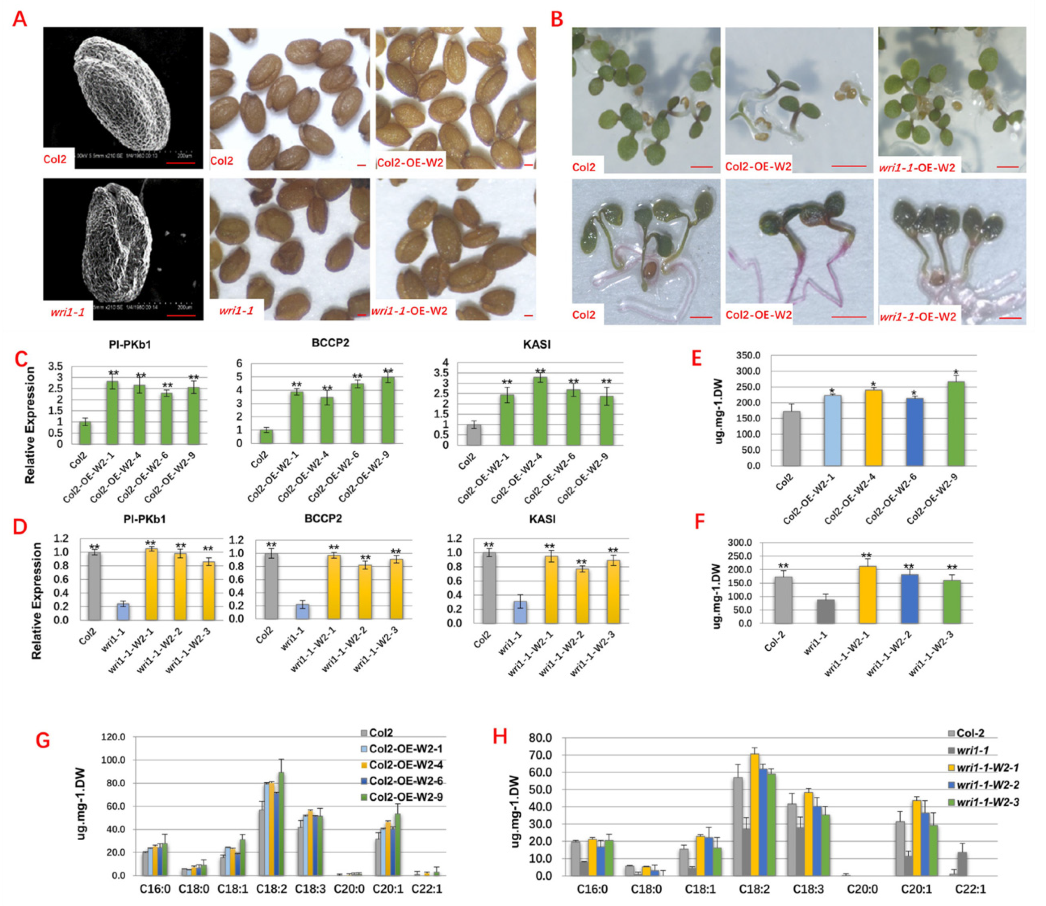 Ijms 23 05293 g005 550