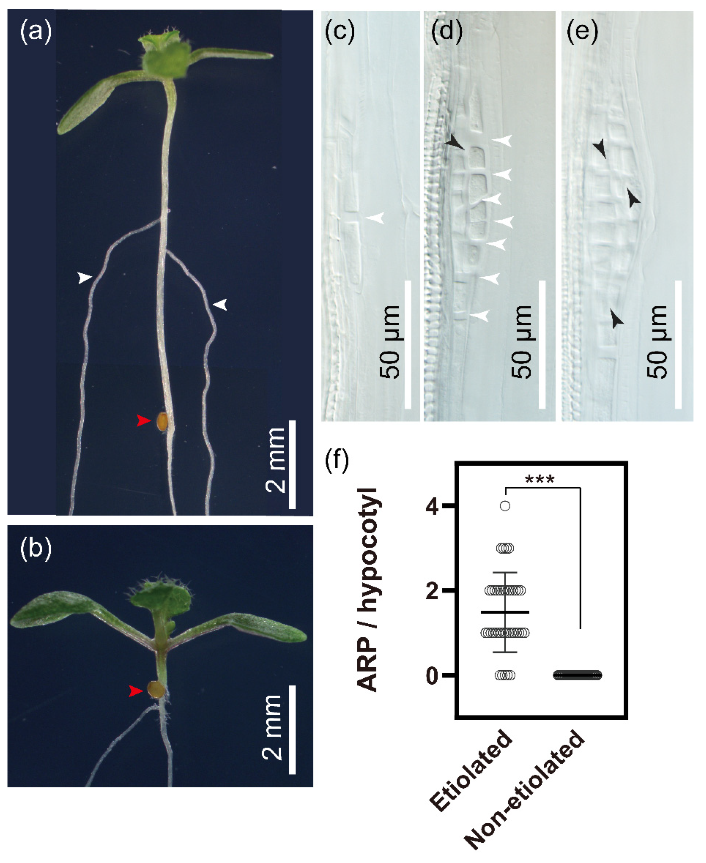 IJMS | Free Full-Text | Genetic Dissection of Light-Regulated 