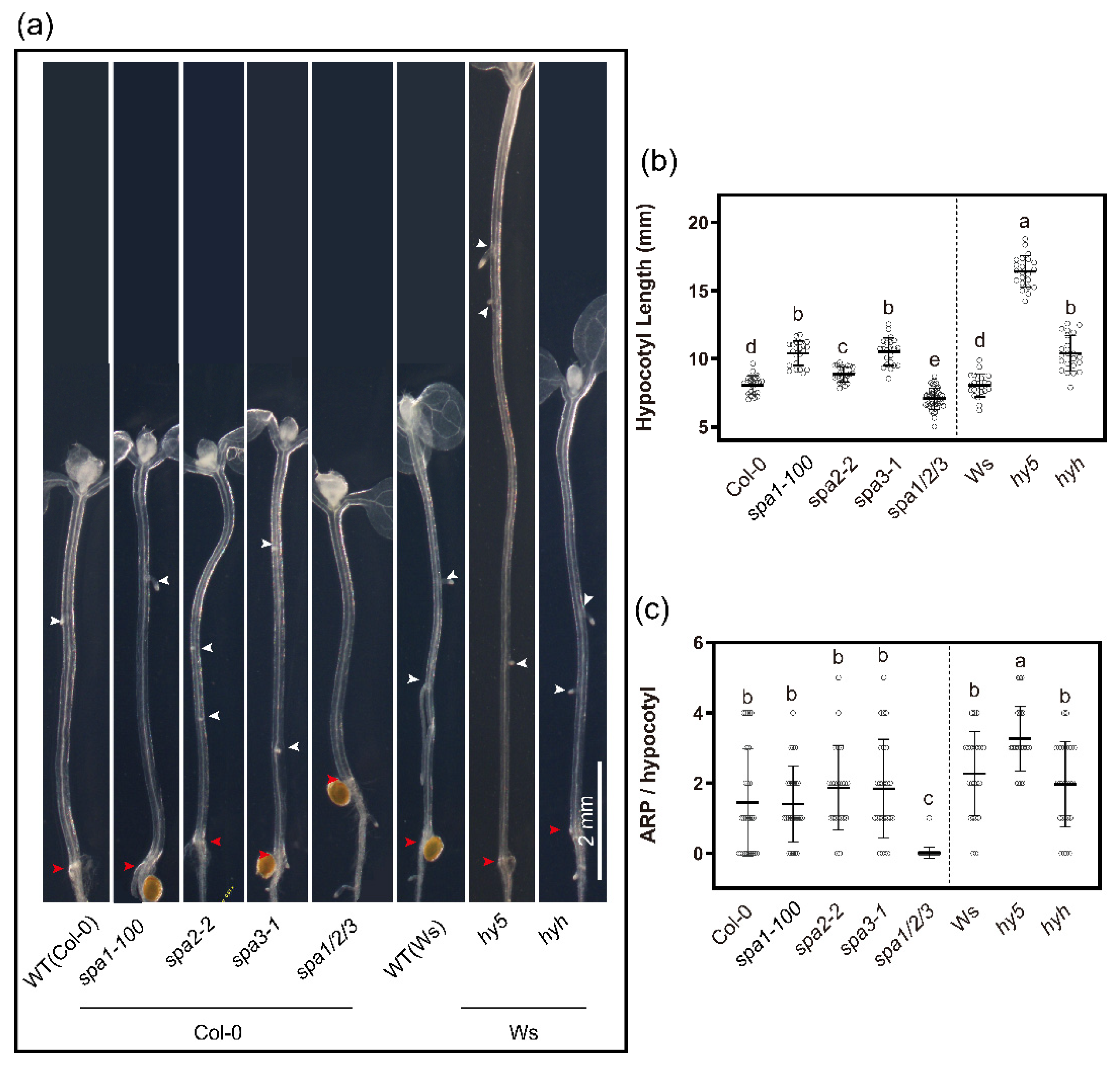 Ijms 23 05301 g005 Ijms 23 05301 g005