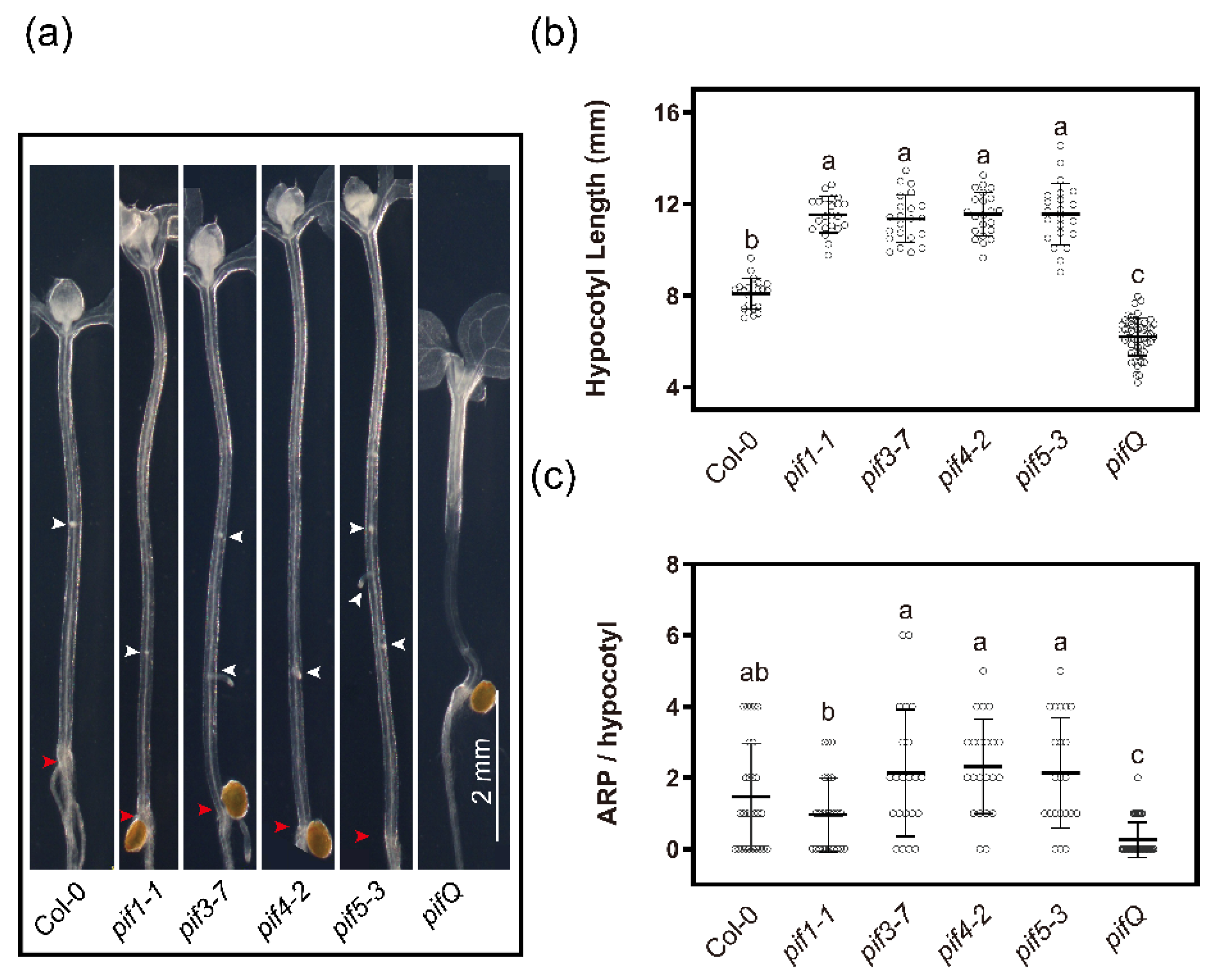 IJMS | Free Full-Text | Genetic Dissection of Light-Regulated 