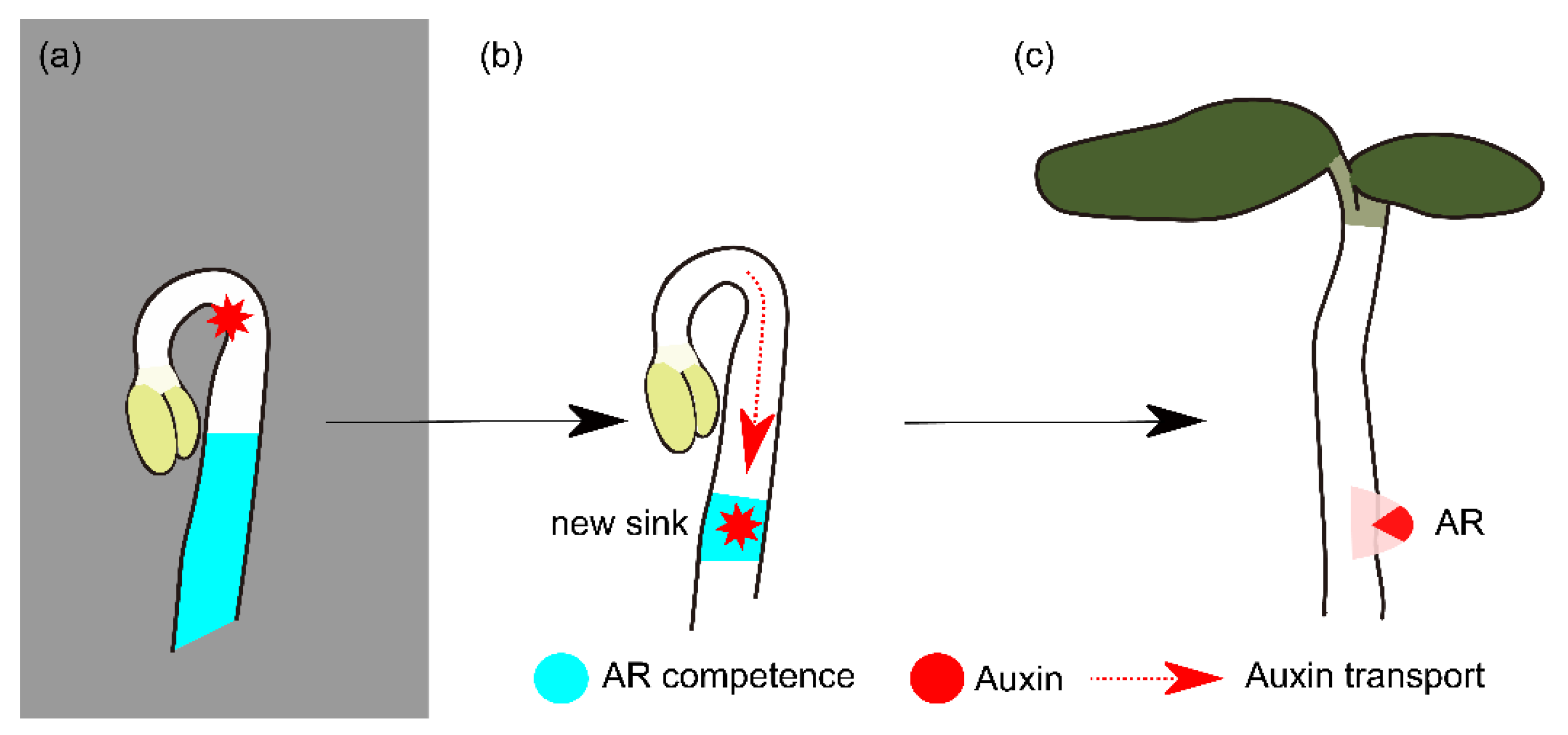 Ijms 23 05301 g007 Ijms 23 05301 g007
