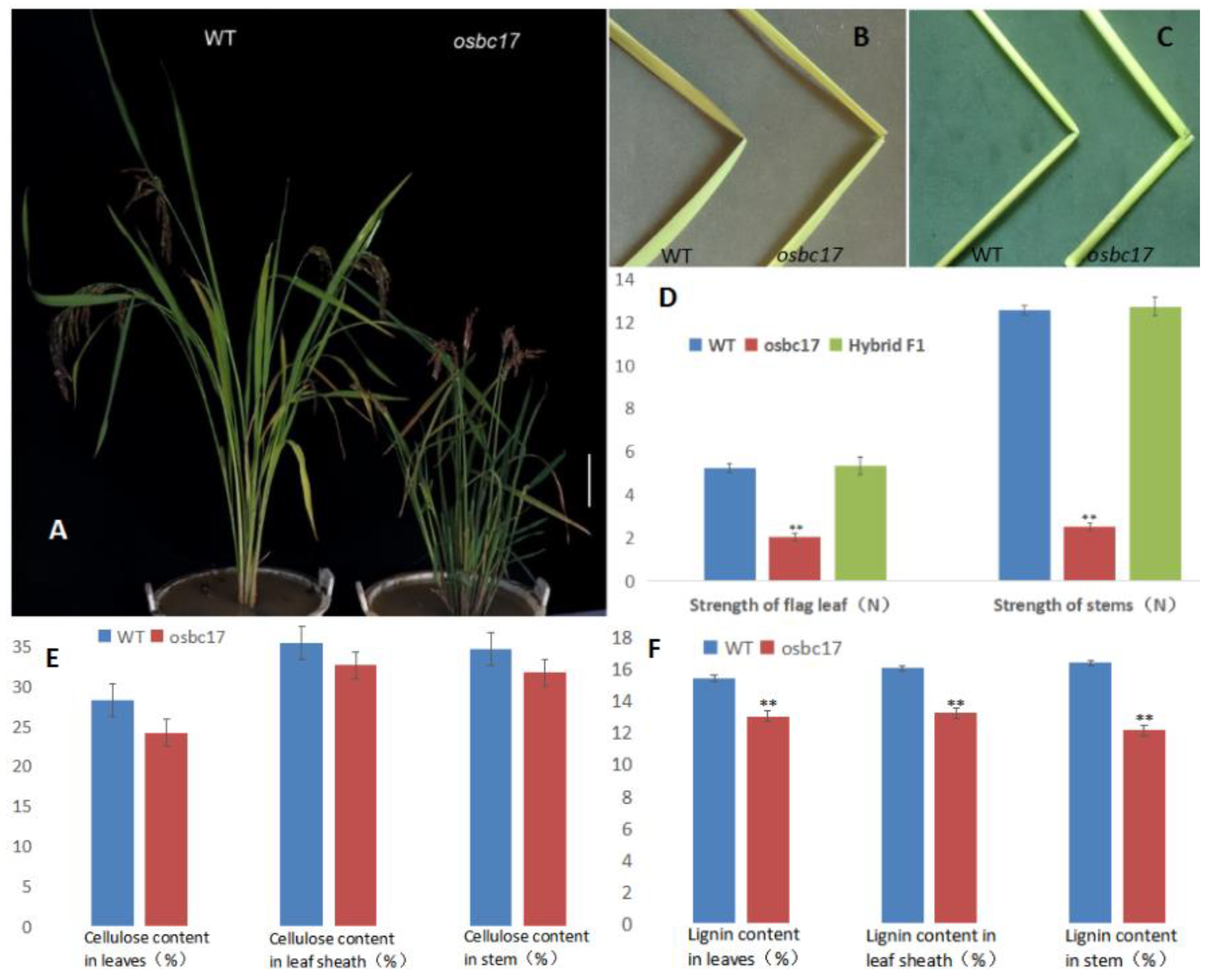 Ijms 23 05305 g001 550