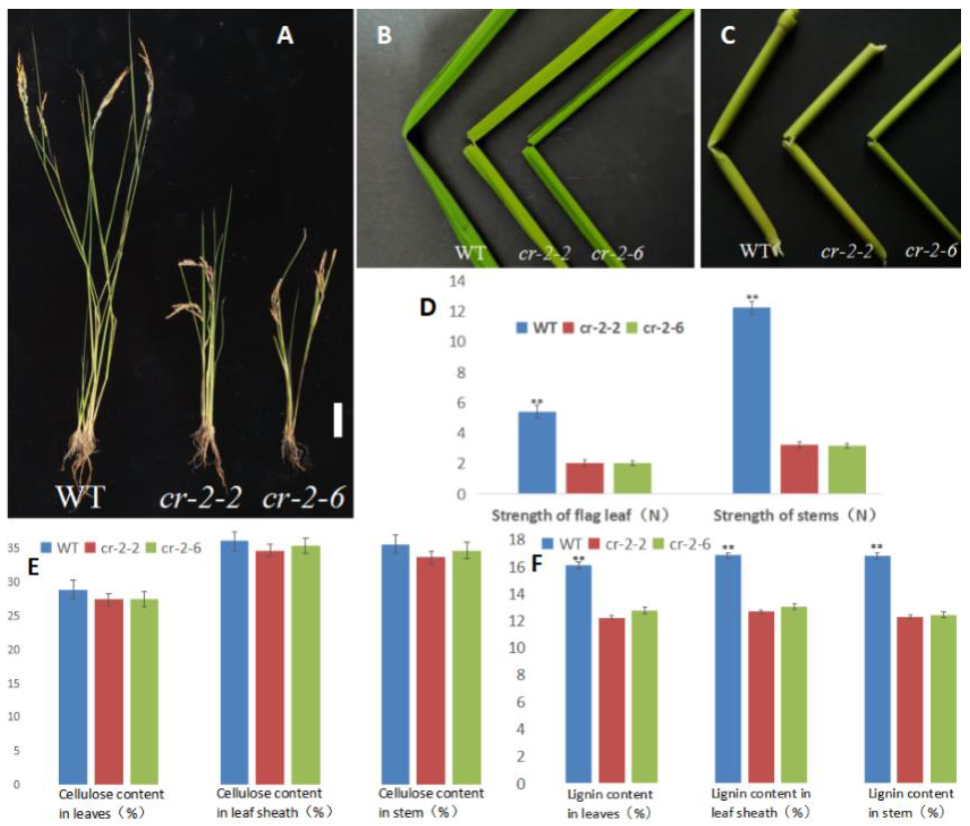 Ijms 23 05305 g003 550