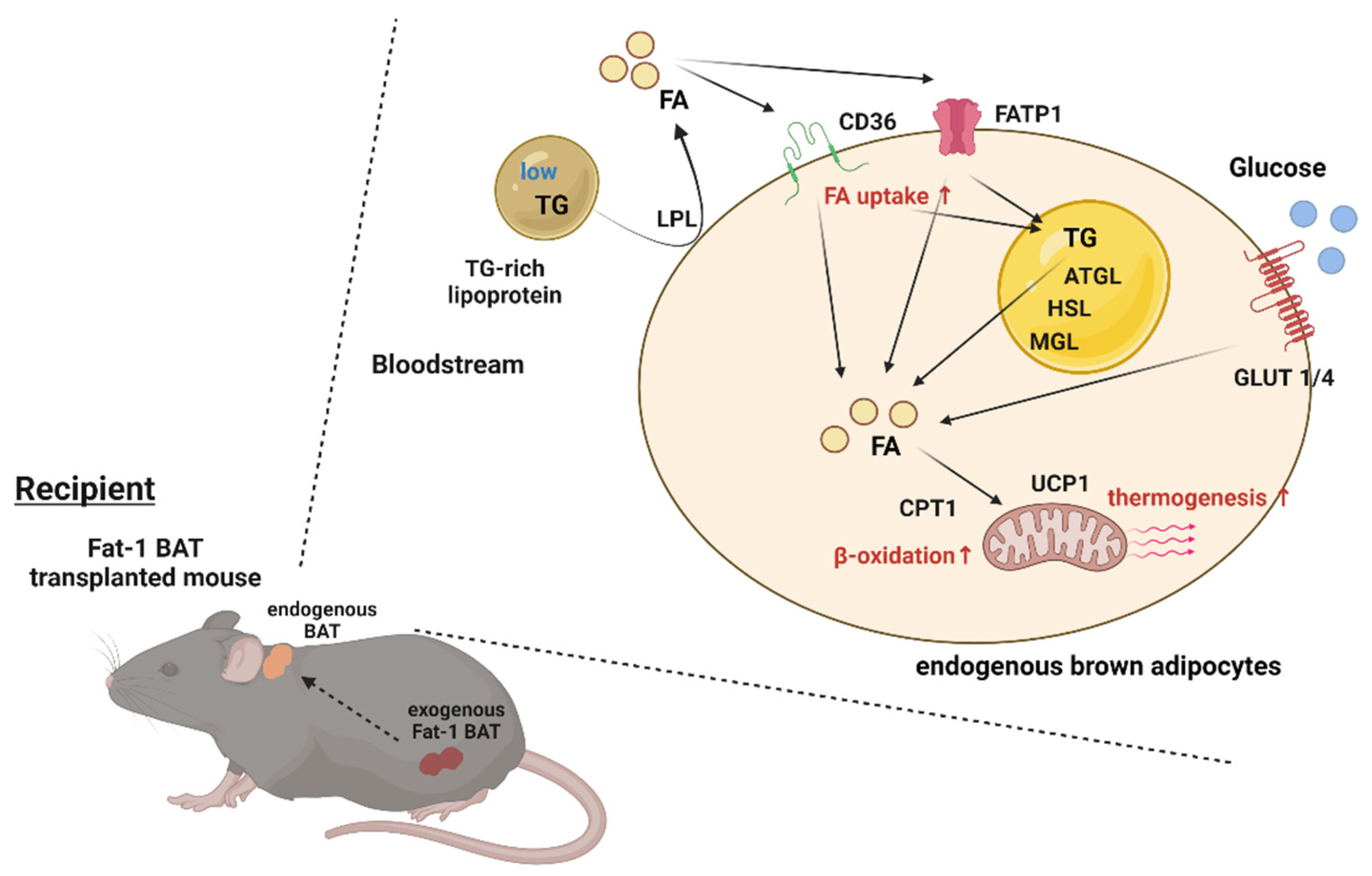 Ijms 23 05321 g007 550
