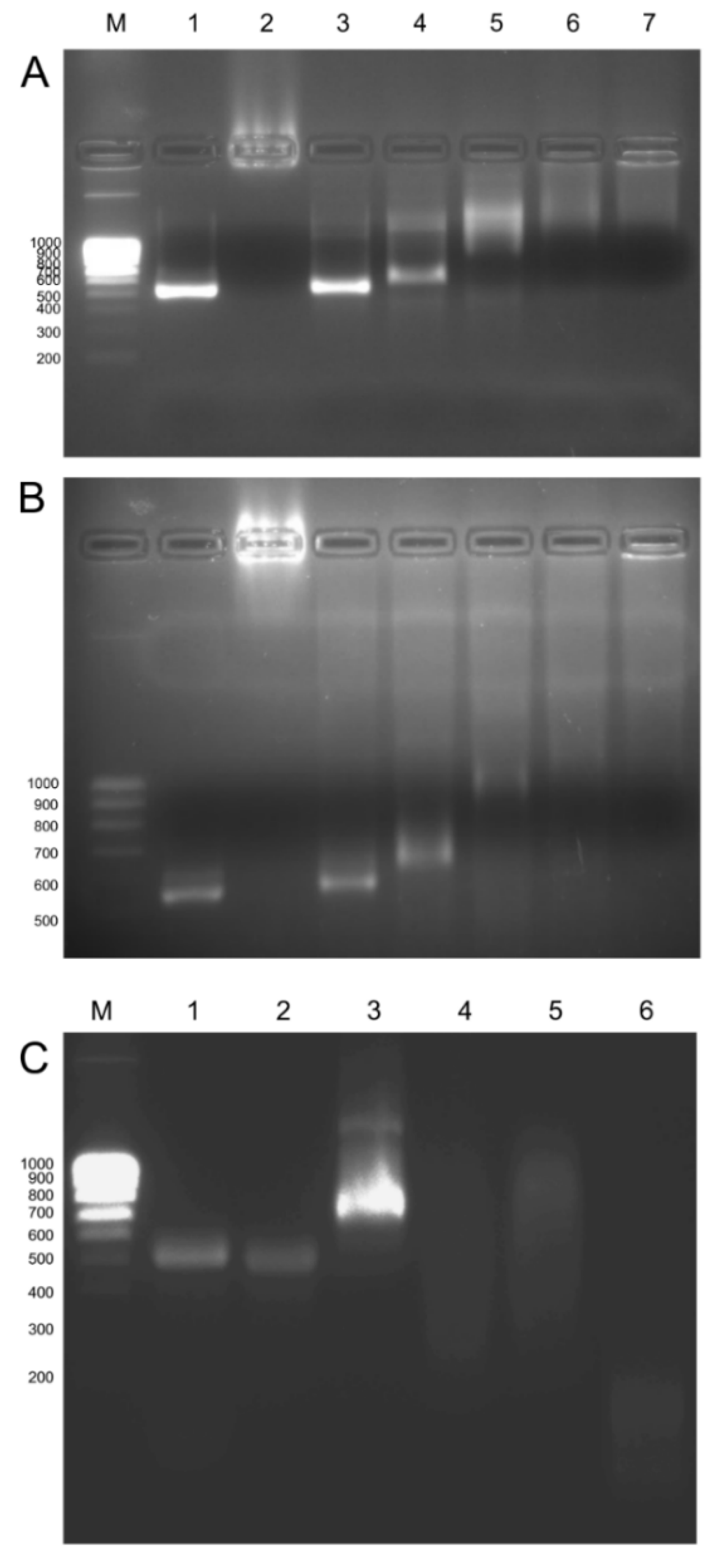 Ijms 23 05338 g006 550