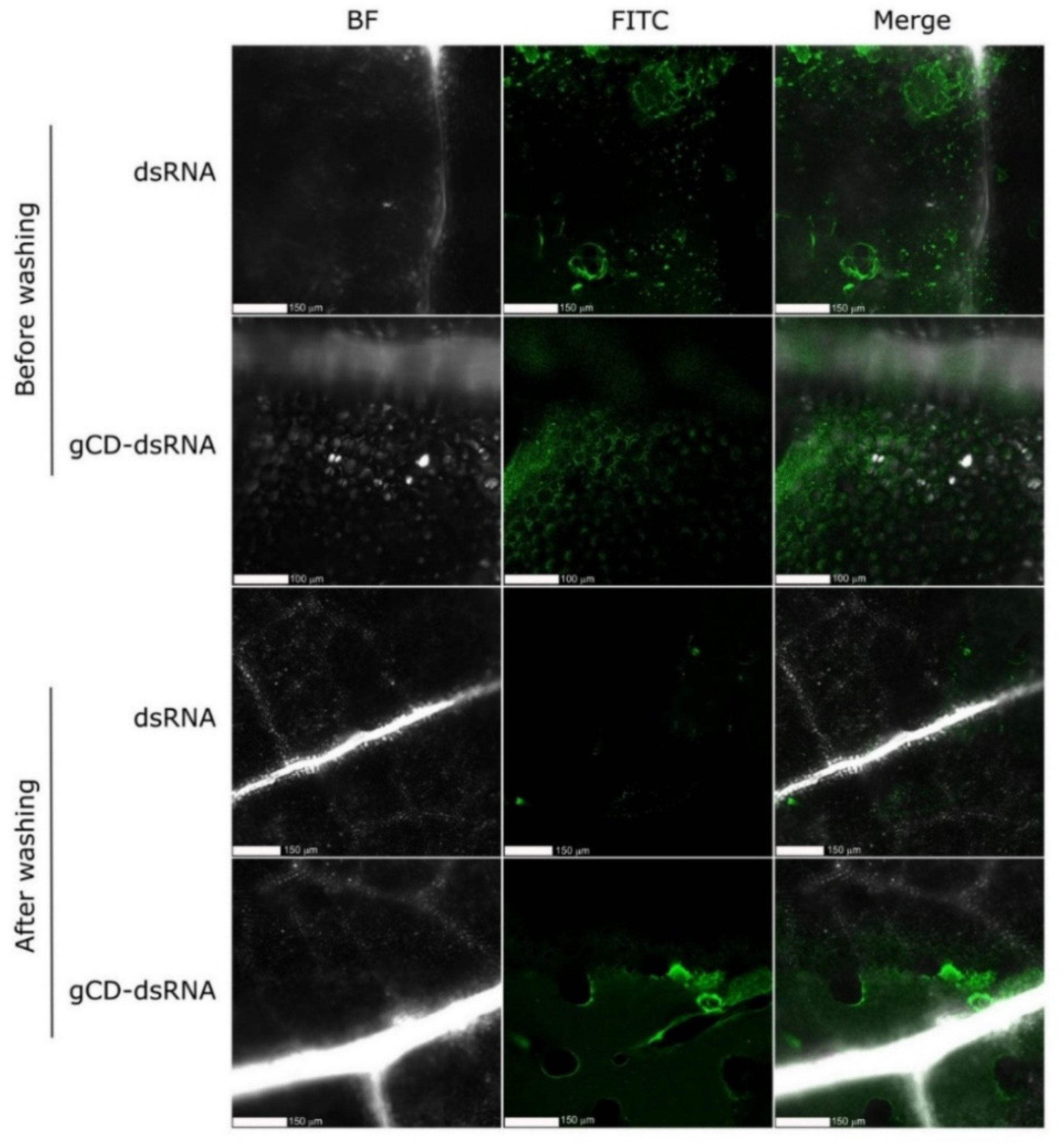Ijms 23 05338 g008 550