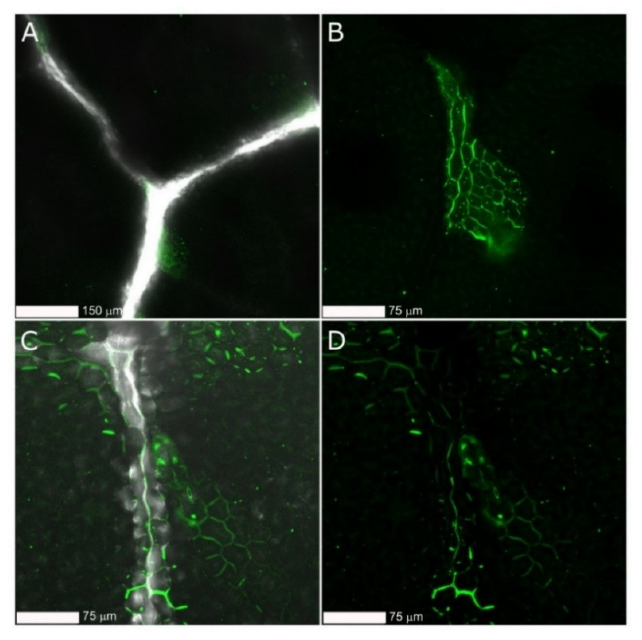 Ijms 23 05338 g009 550