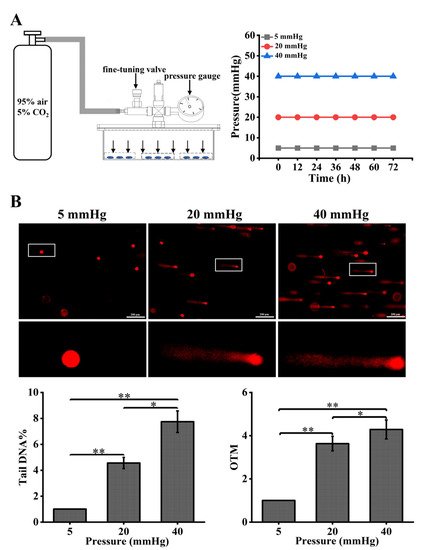 その他 dnk Functional transcription promoters at DNA double-strand